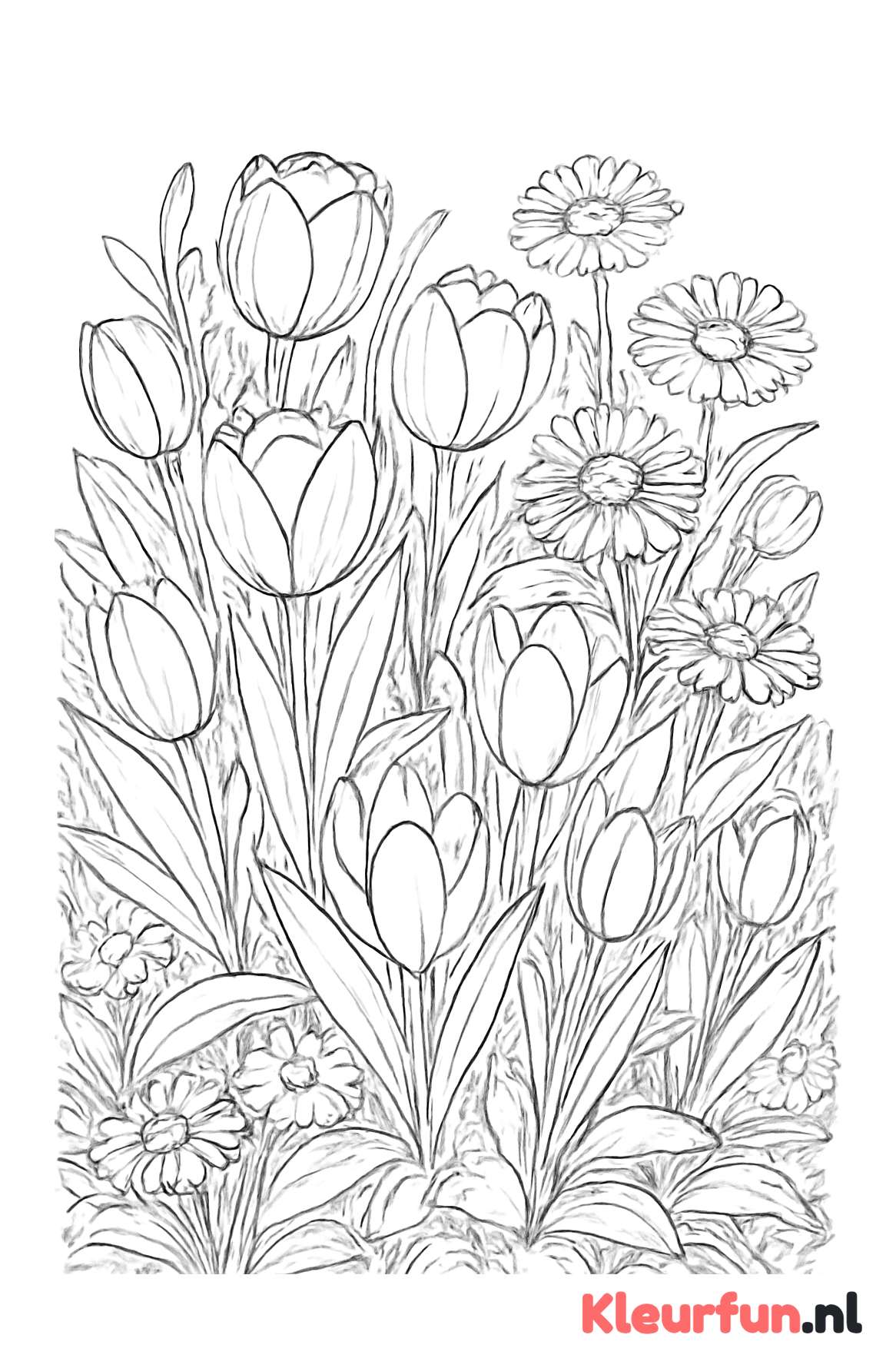 Lentebloemen tuin met tulpen, madeliefjes en krokussen