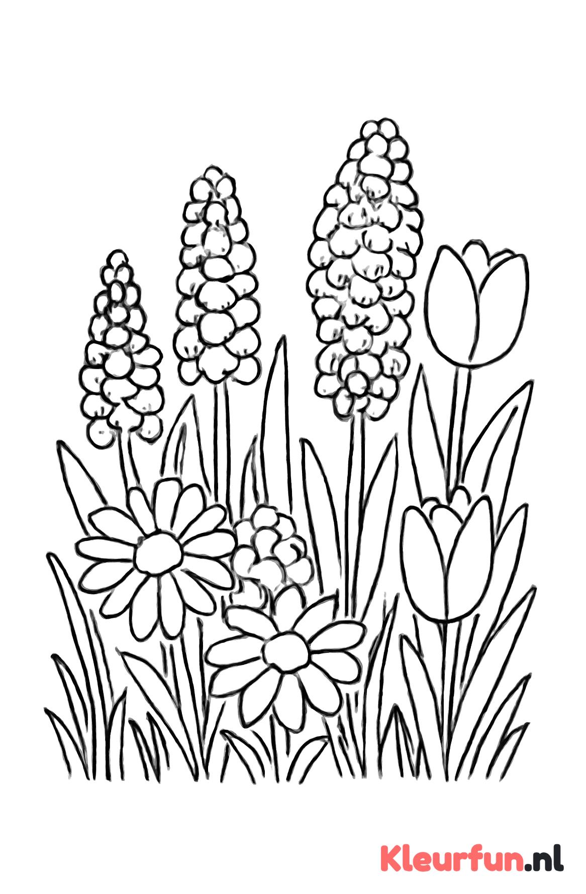 Lentebloemenveld met madeliefjes, hyacinten en blauwe druifjes