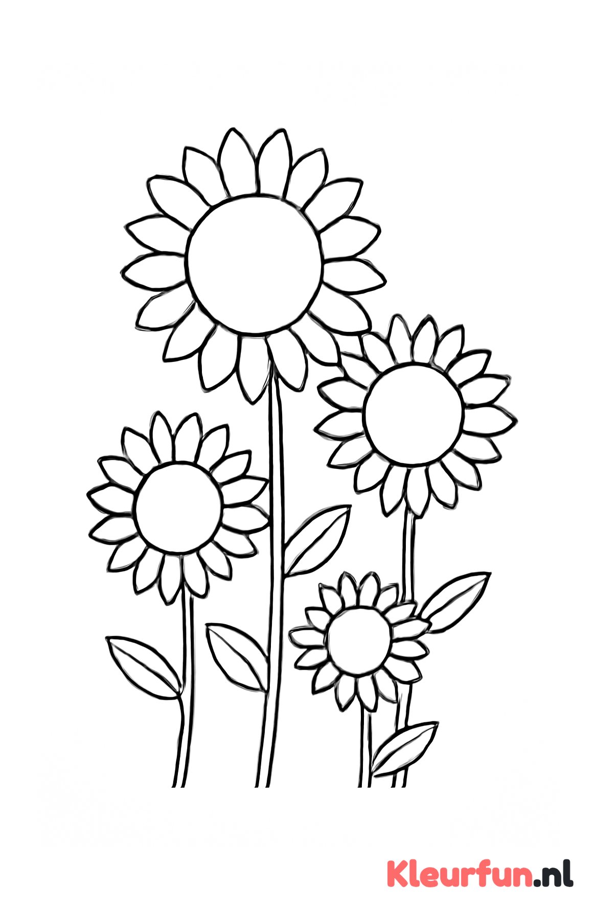 Meerdere Zonnebloemen