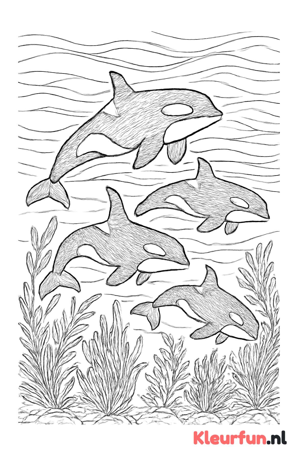 Speelse orca's onder water