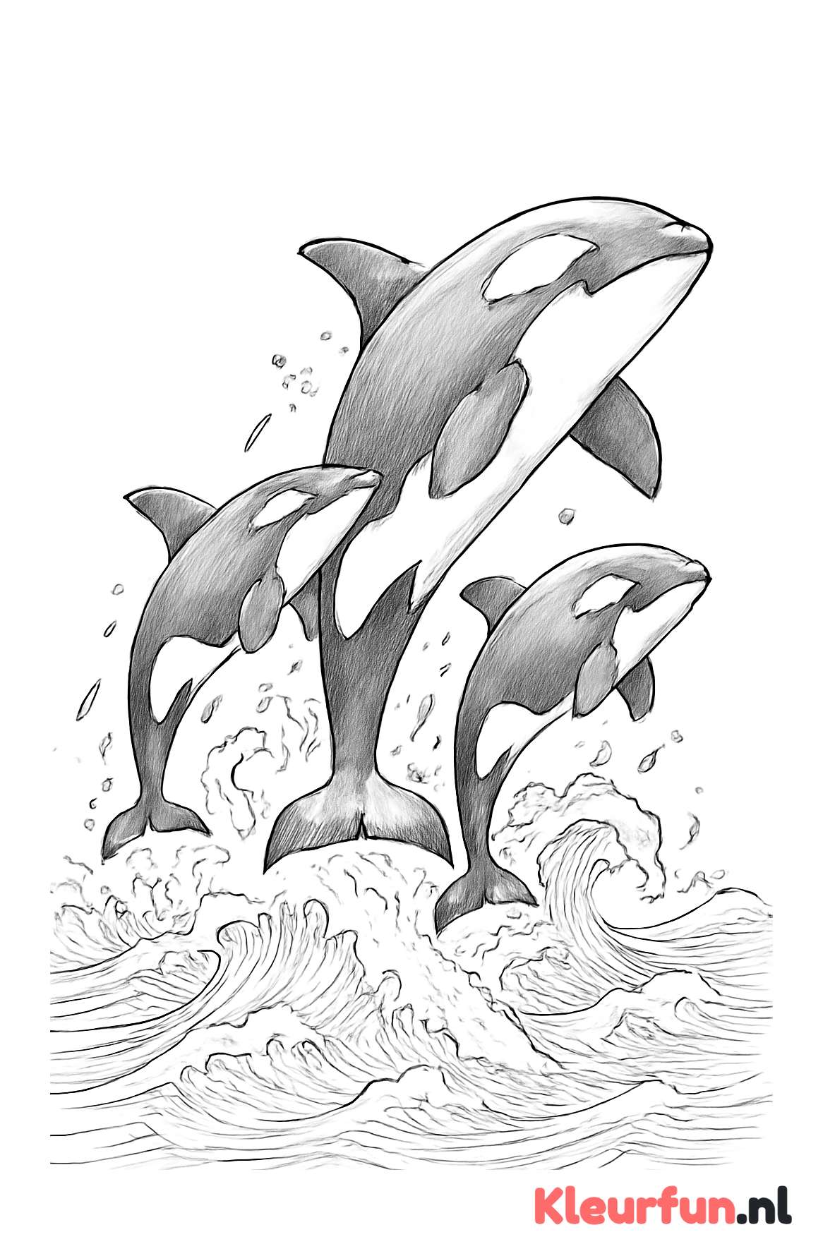 Orka springt uit water