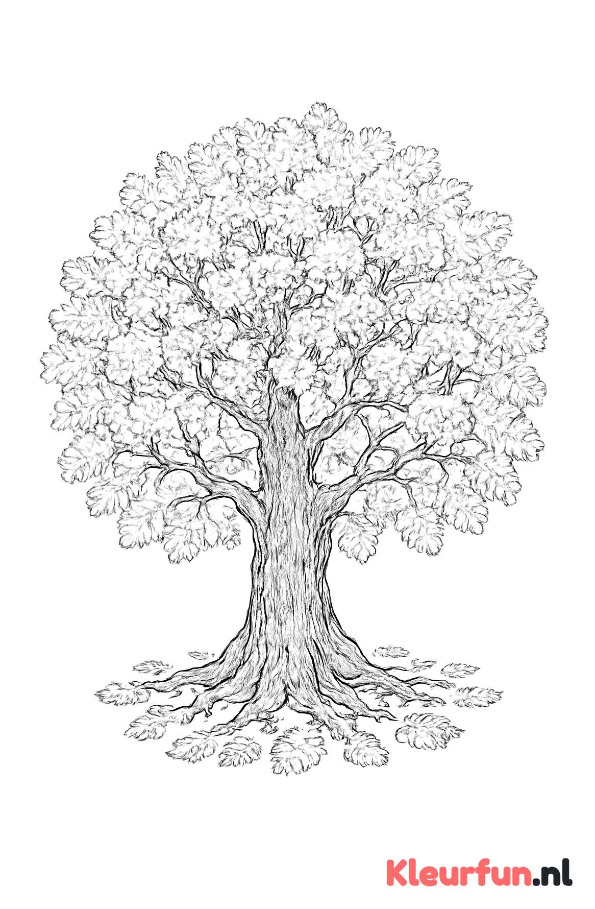 Oude Eikenboom in de Herfst