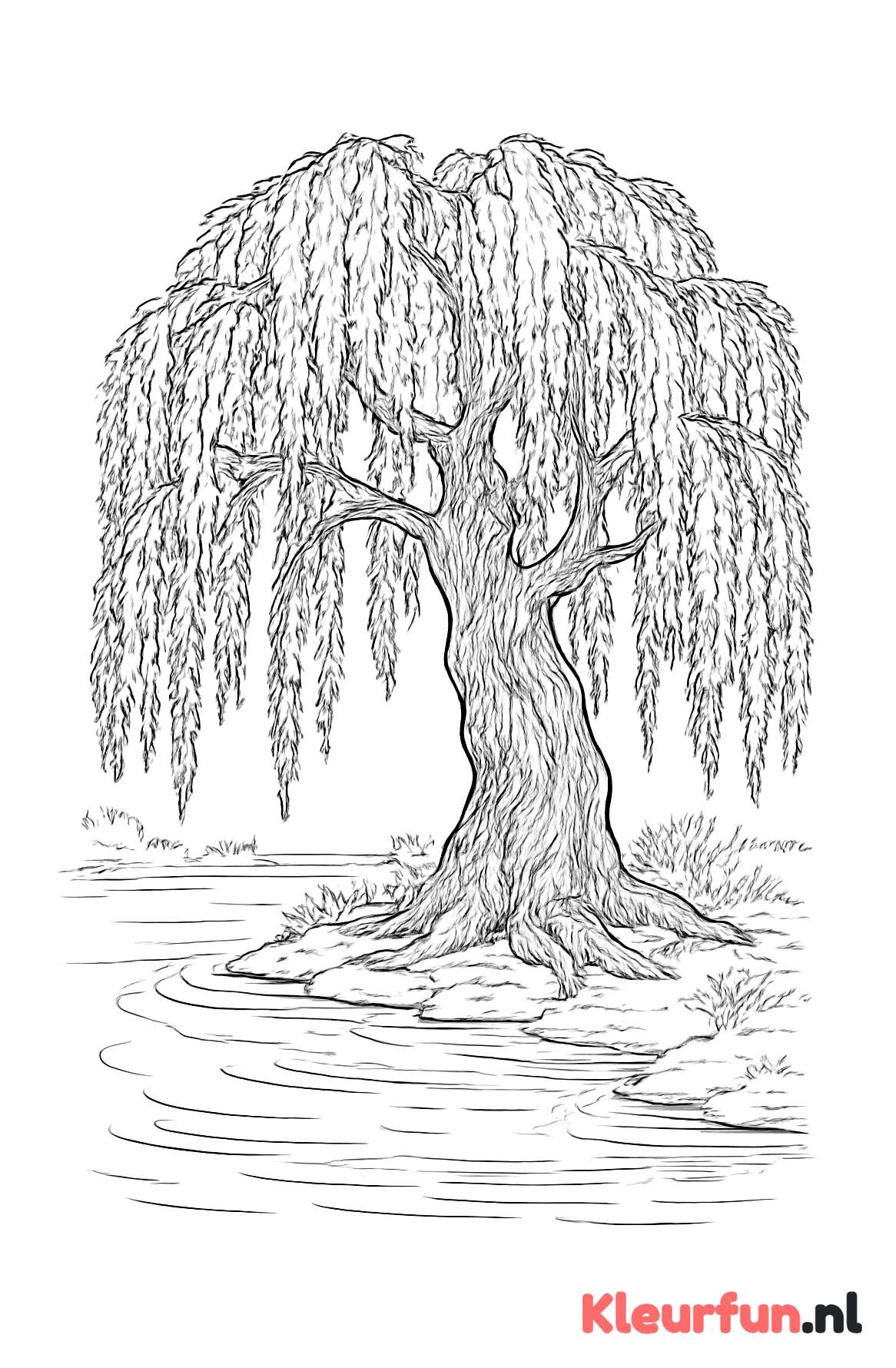 Oude wilg naast water