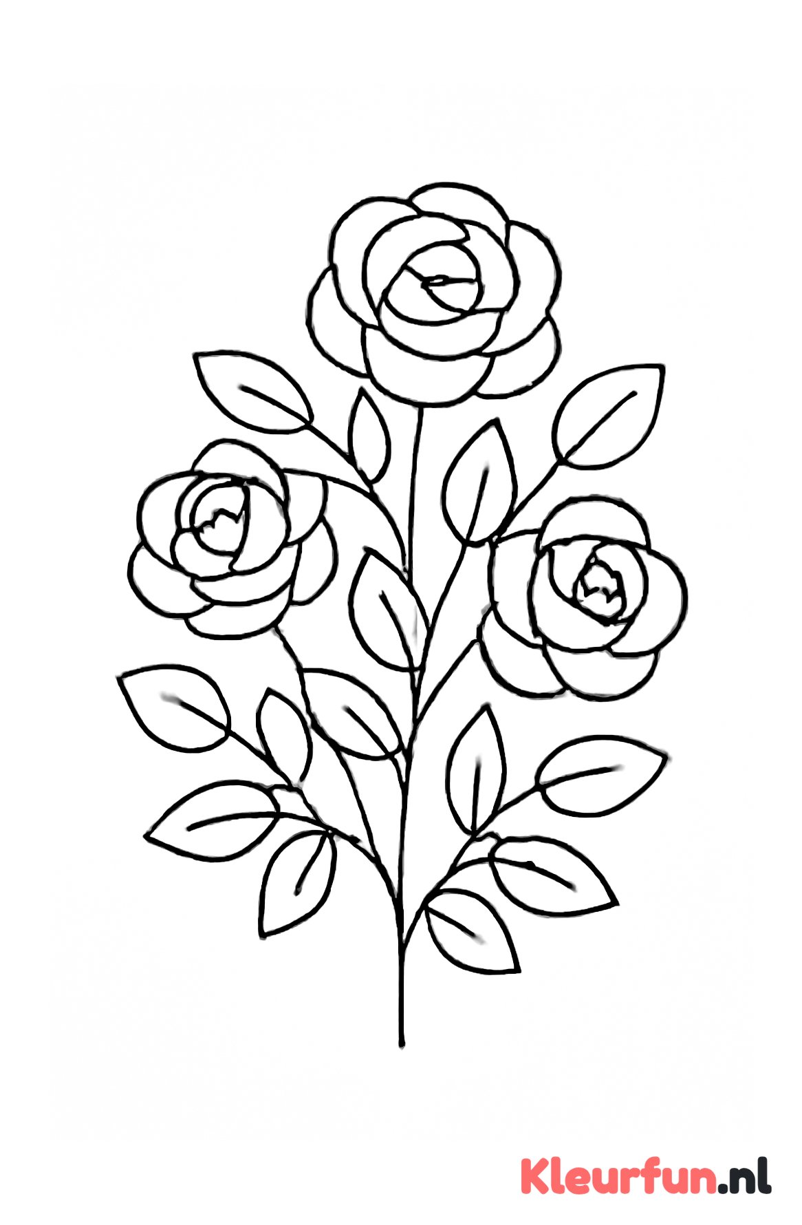 Rozenstruik met Meerdere Bloemen