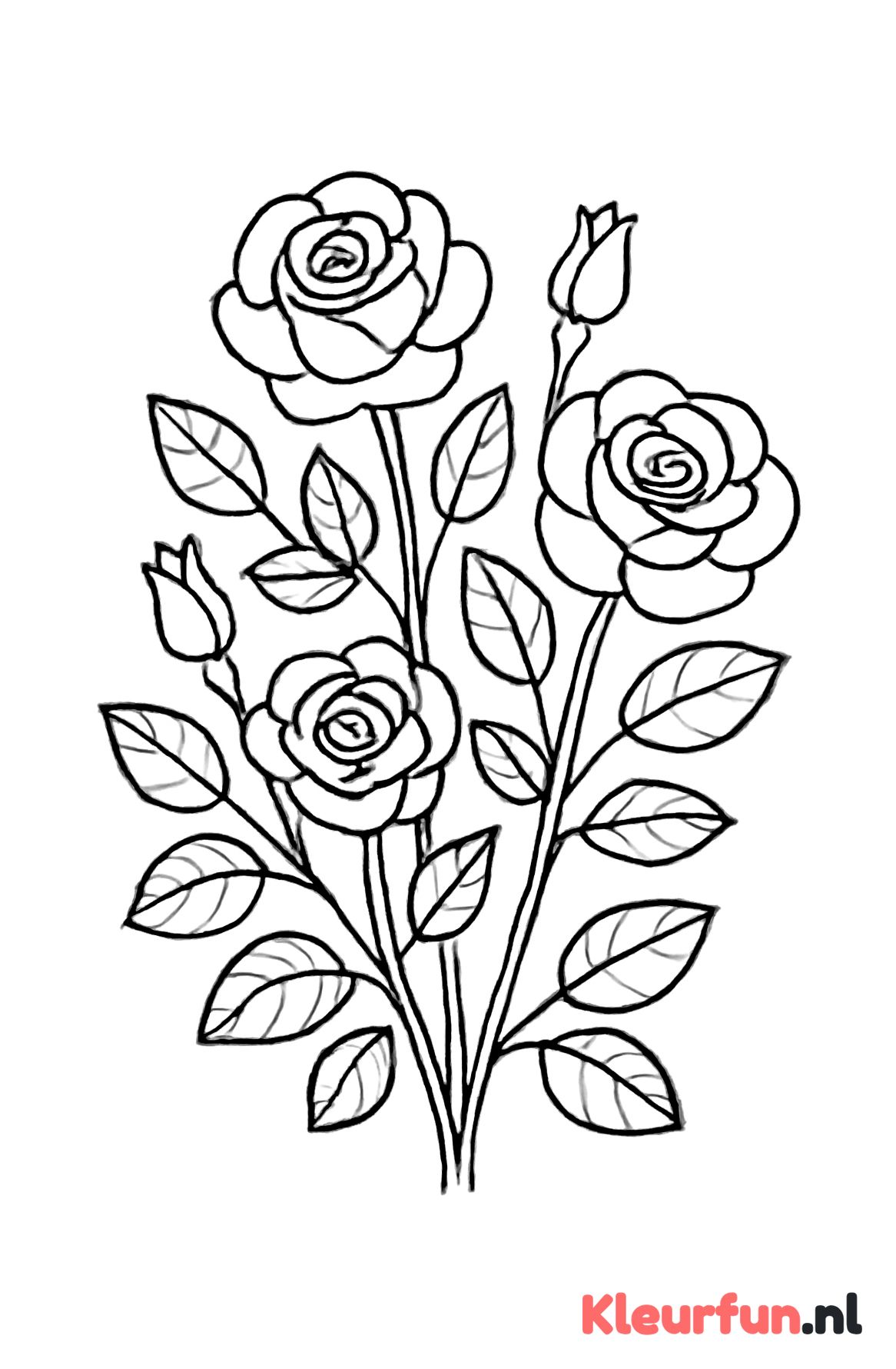 Rozenstruik met meerdere bloemen