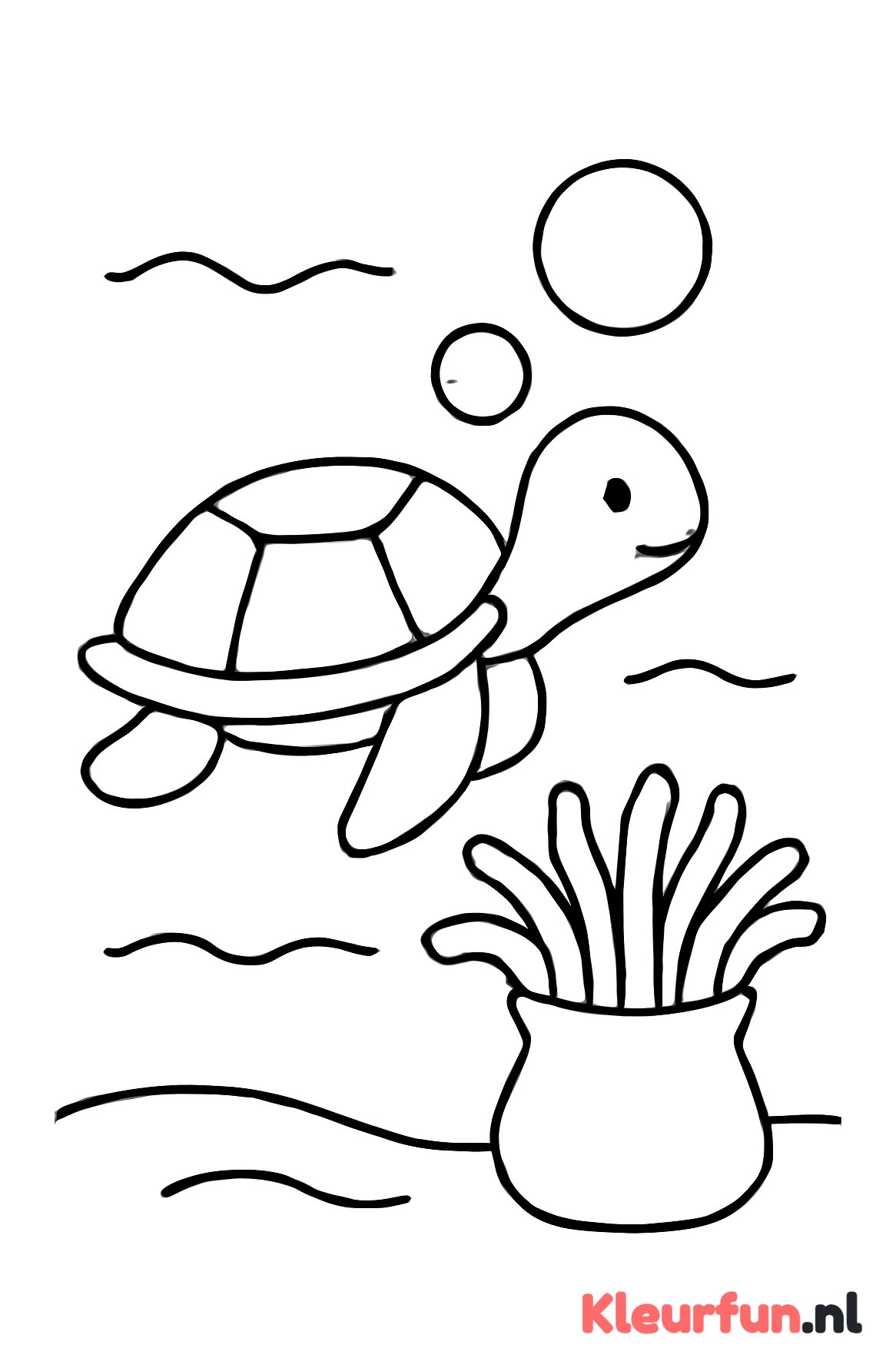Schildpad en zeeanemoon