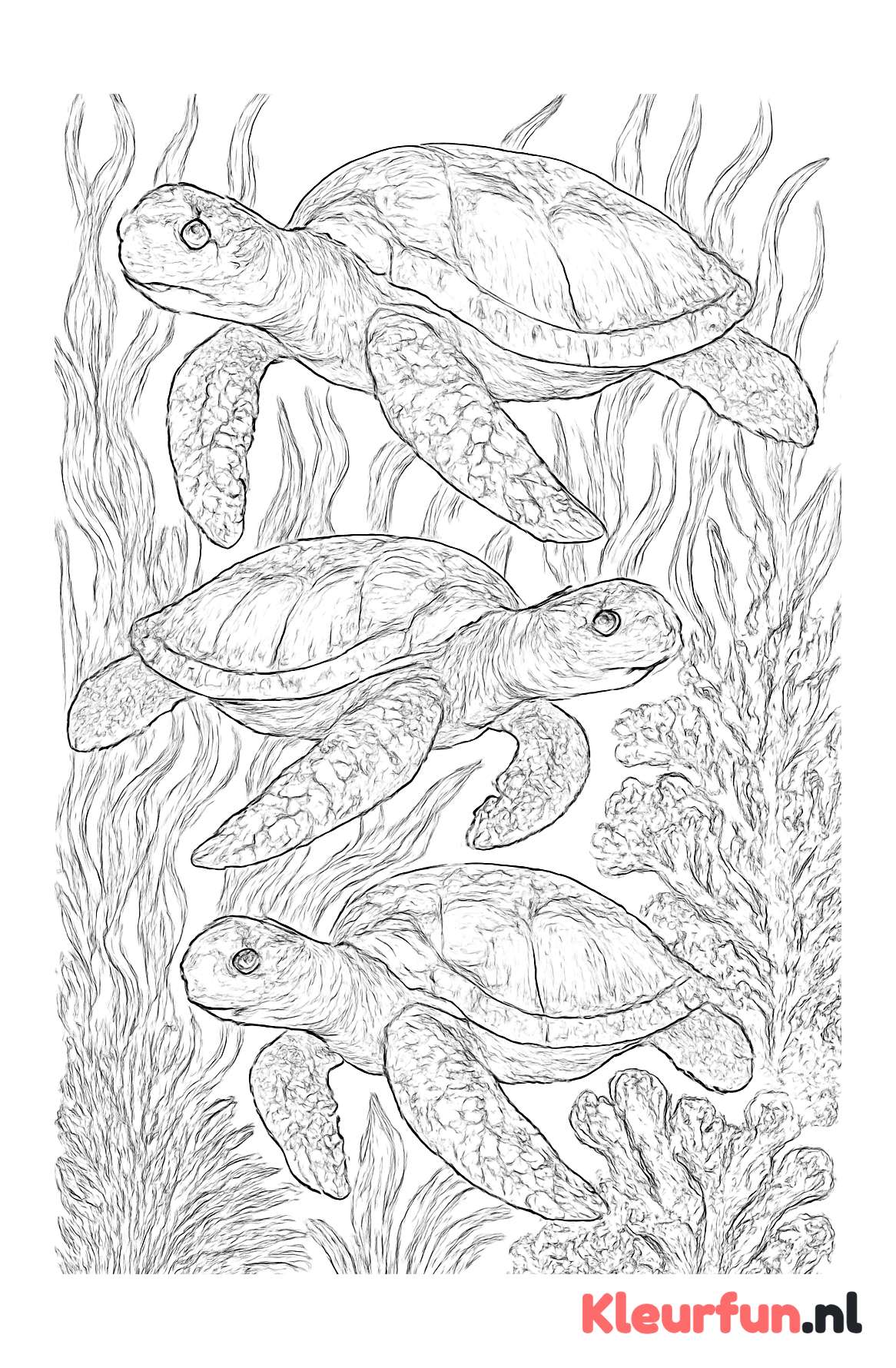 Schildpadden tussen zeegras en koraal