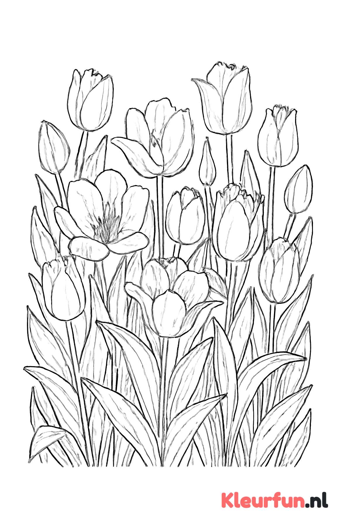 Tuin vol tulpen
