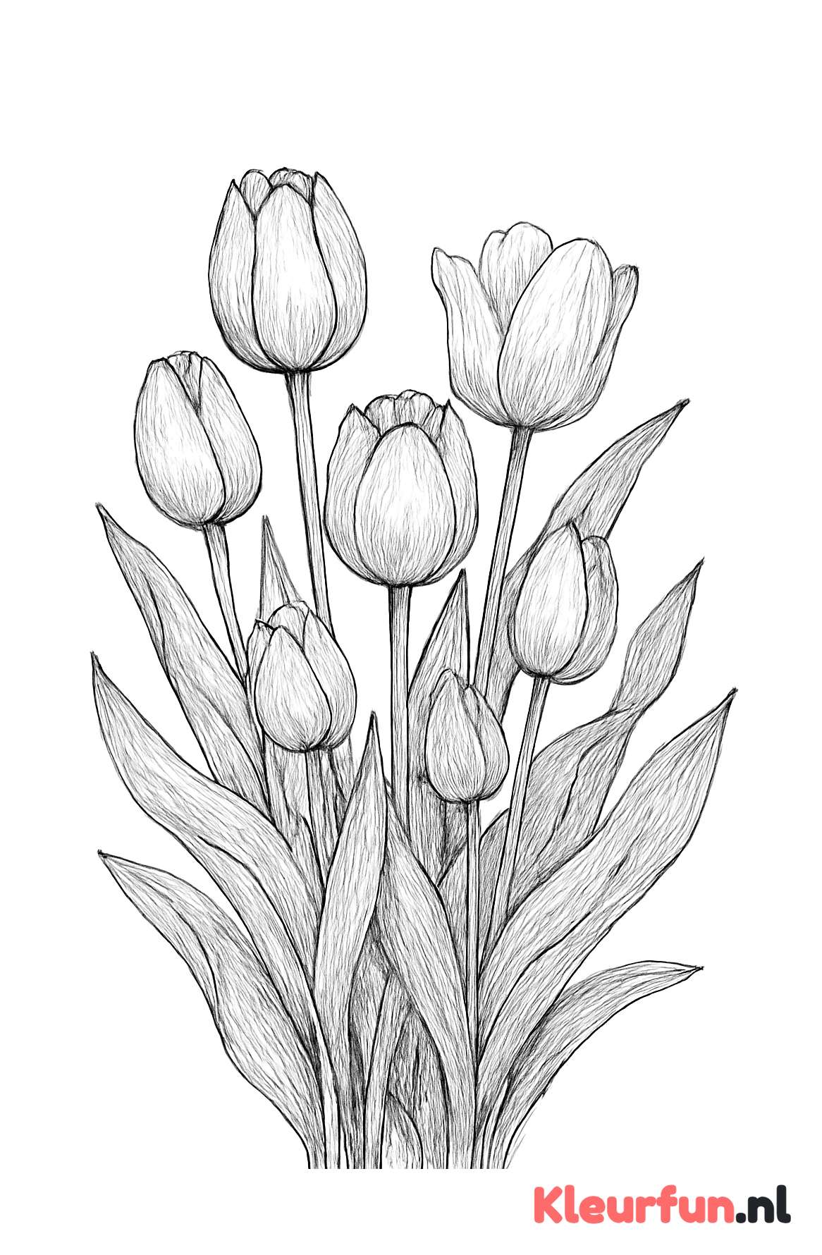Gedetailleerde Tulpen groep