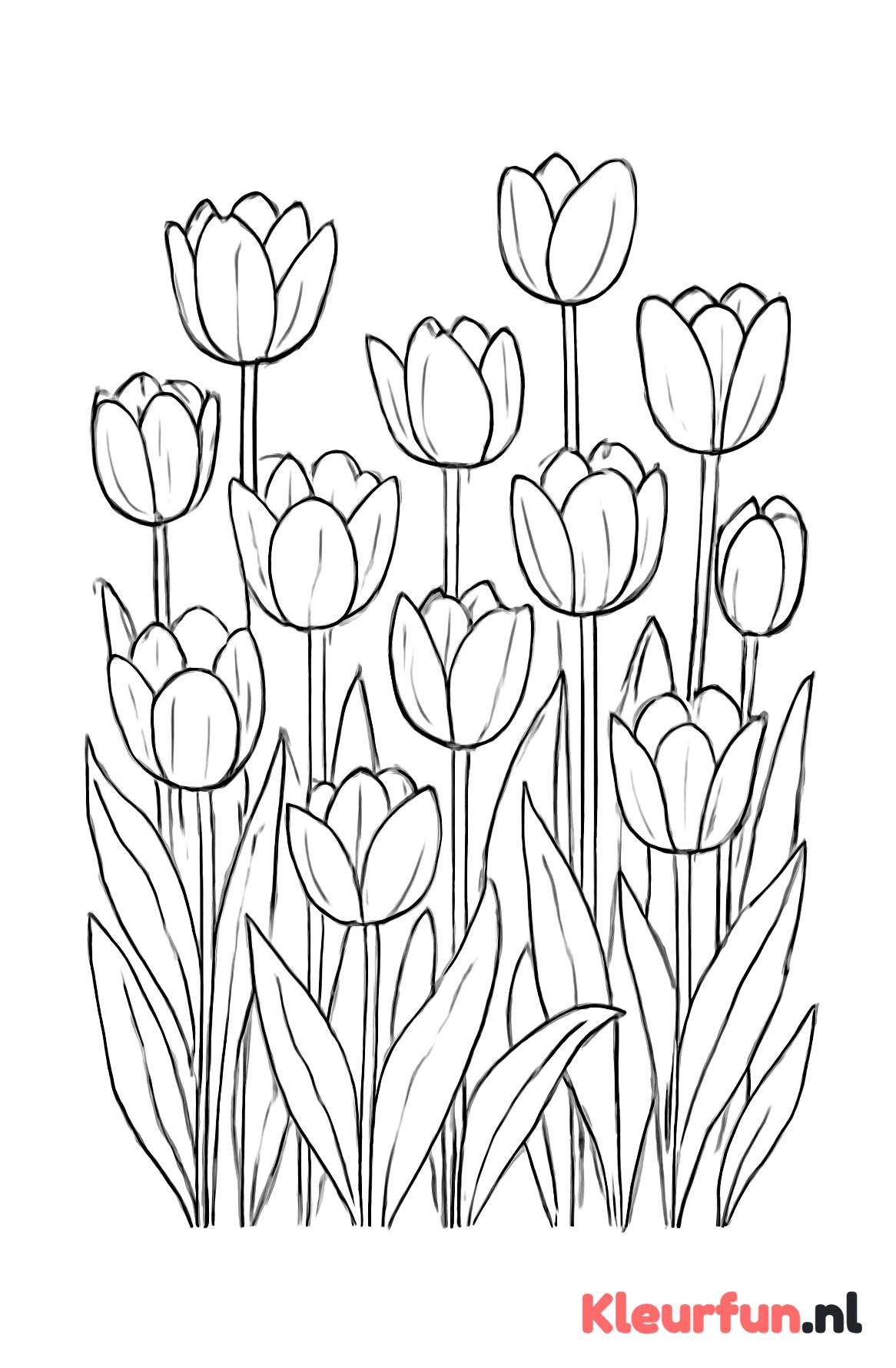 Veld vol Tulpen