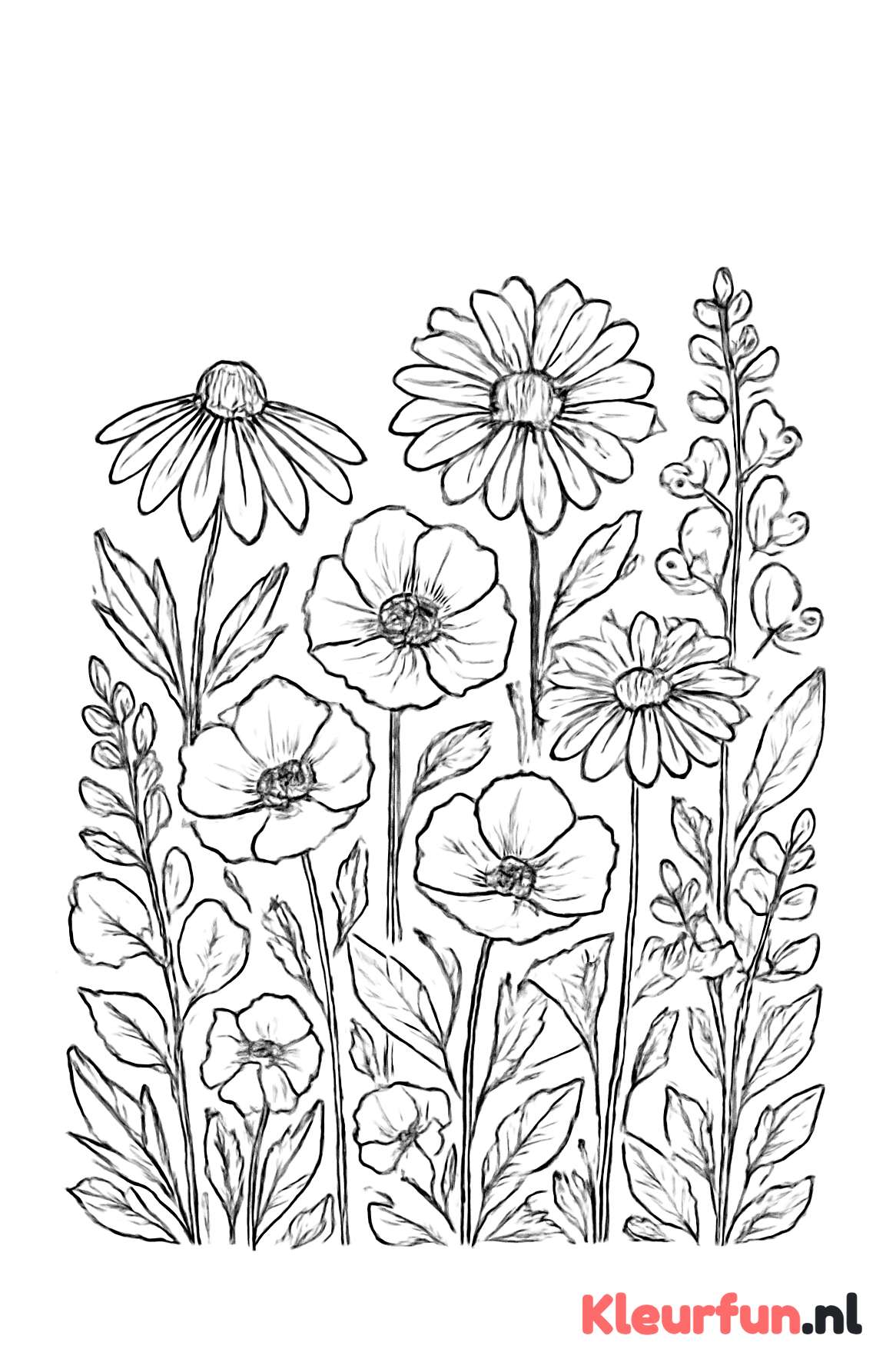 Veld met bloemen in detail