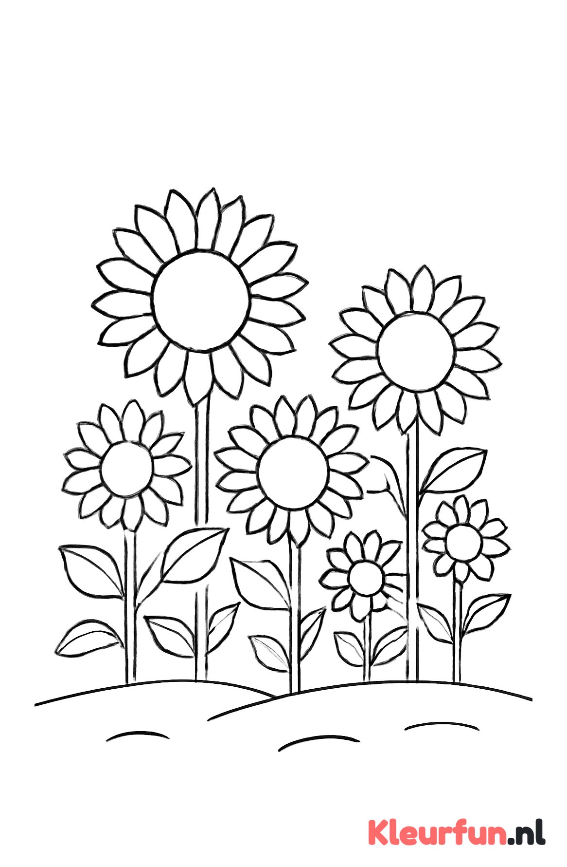 Veld met meerdere zonnebloemen