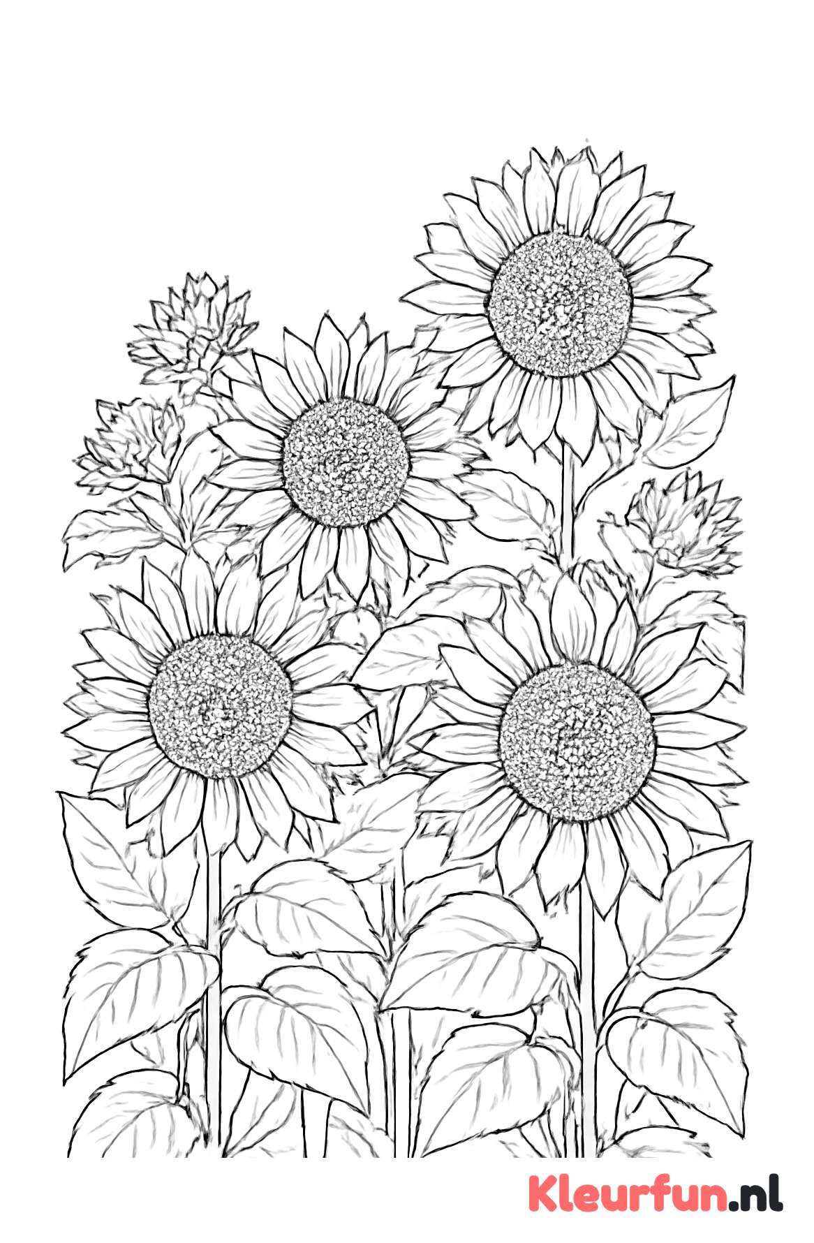 Veld vol zonnebloemen in bloei