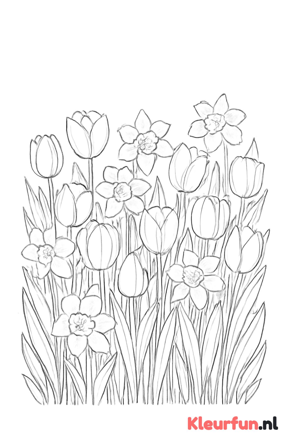 Veld vol voorjaarsbloemen