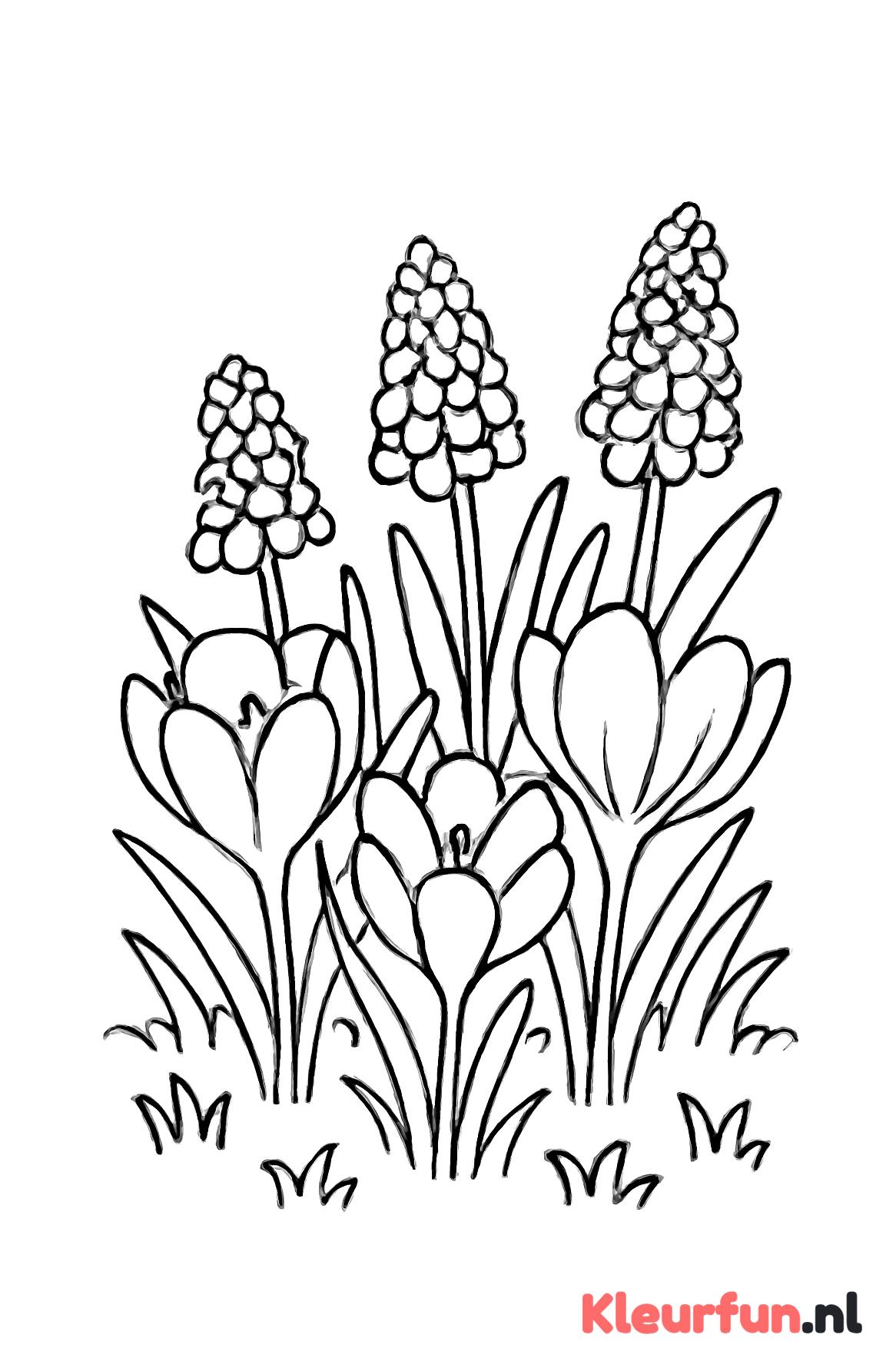 Veld met Voorjaarsbloemen