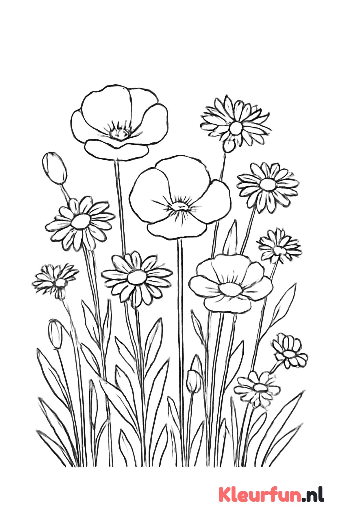 Veld met wilde bloemen