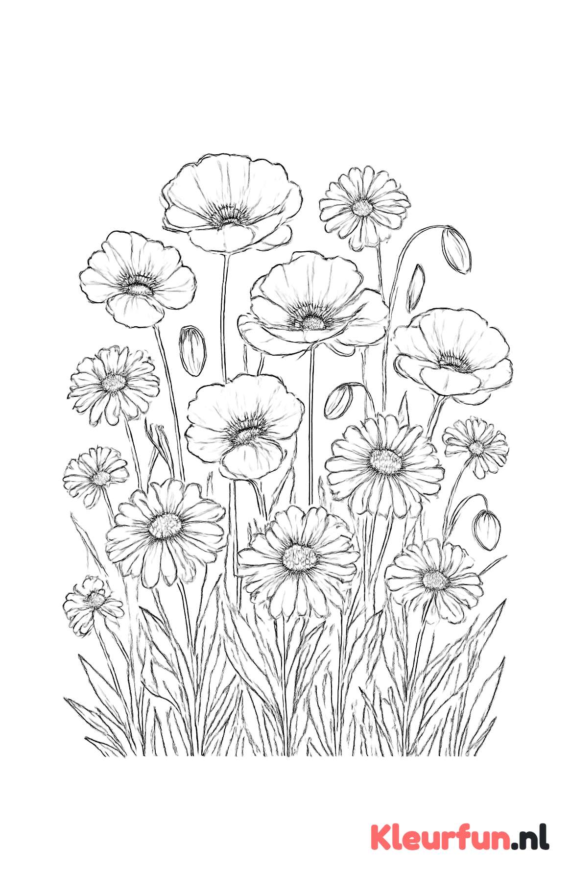 Veld vol wilde bloemen