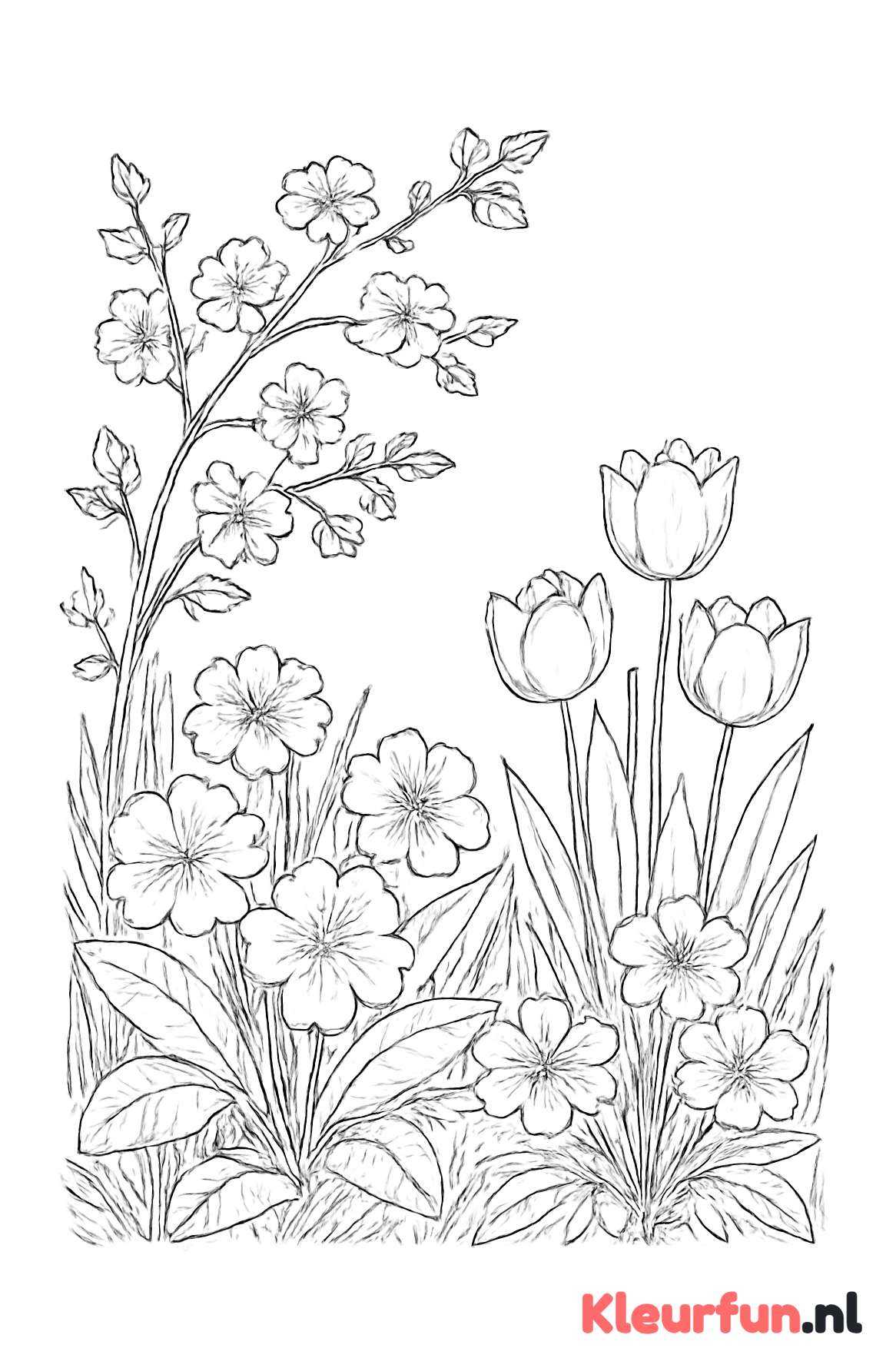 Voorjaarsbloemen in het bos