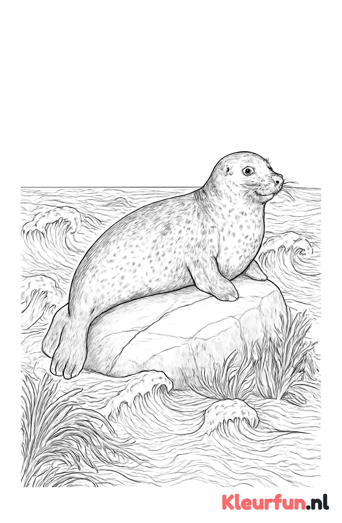 Zeehond op rots bij zee