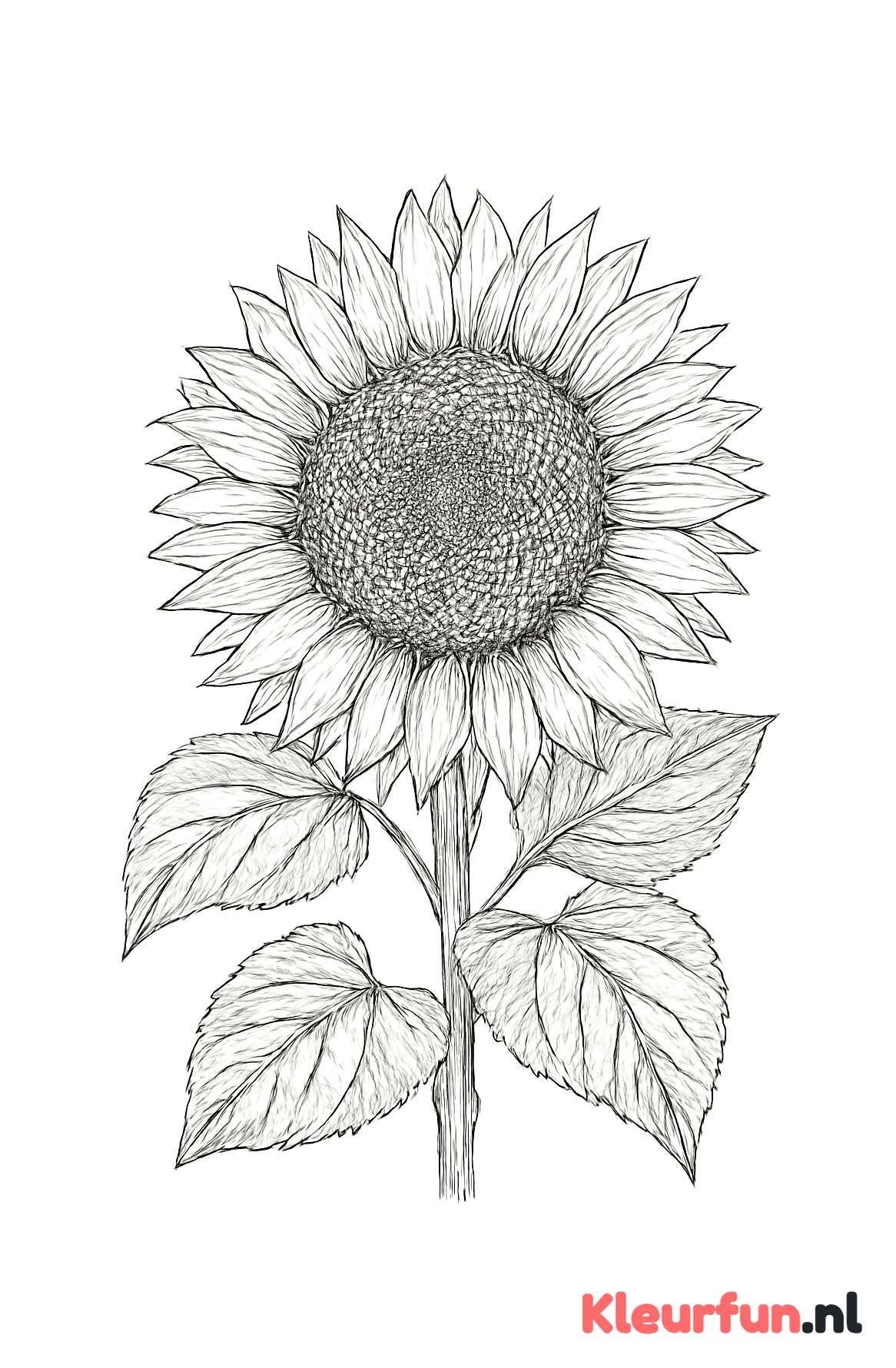 Detail van een enkele zonnebloem