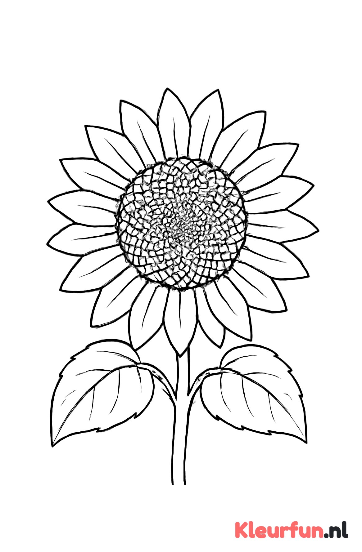 Zonnebloem met grote zaden