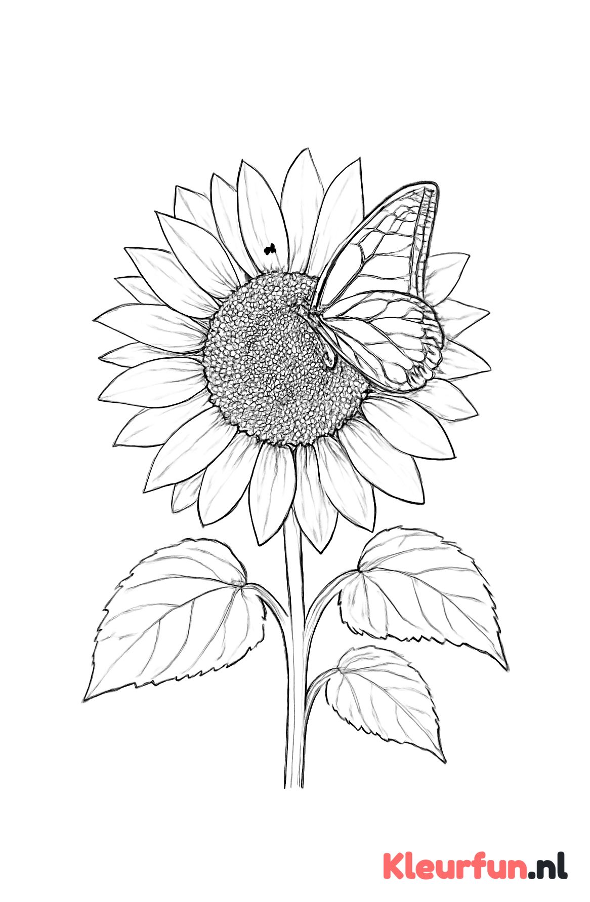 Zonnebloem met vlinder