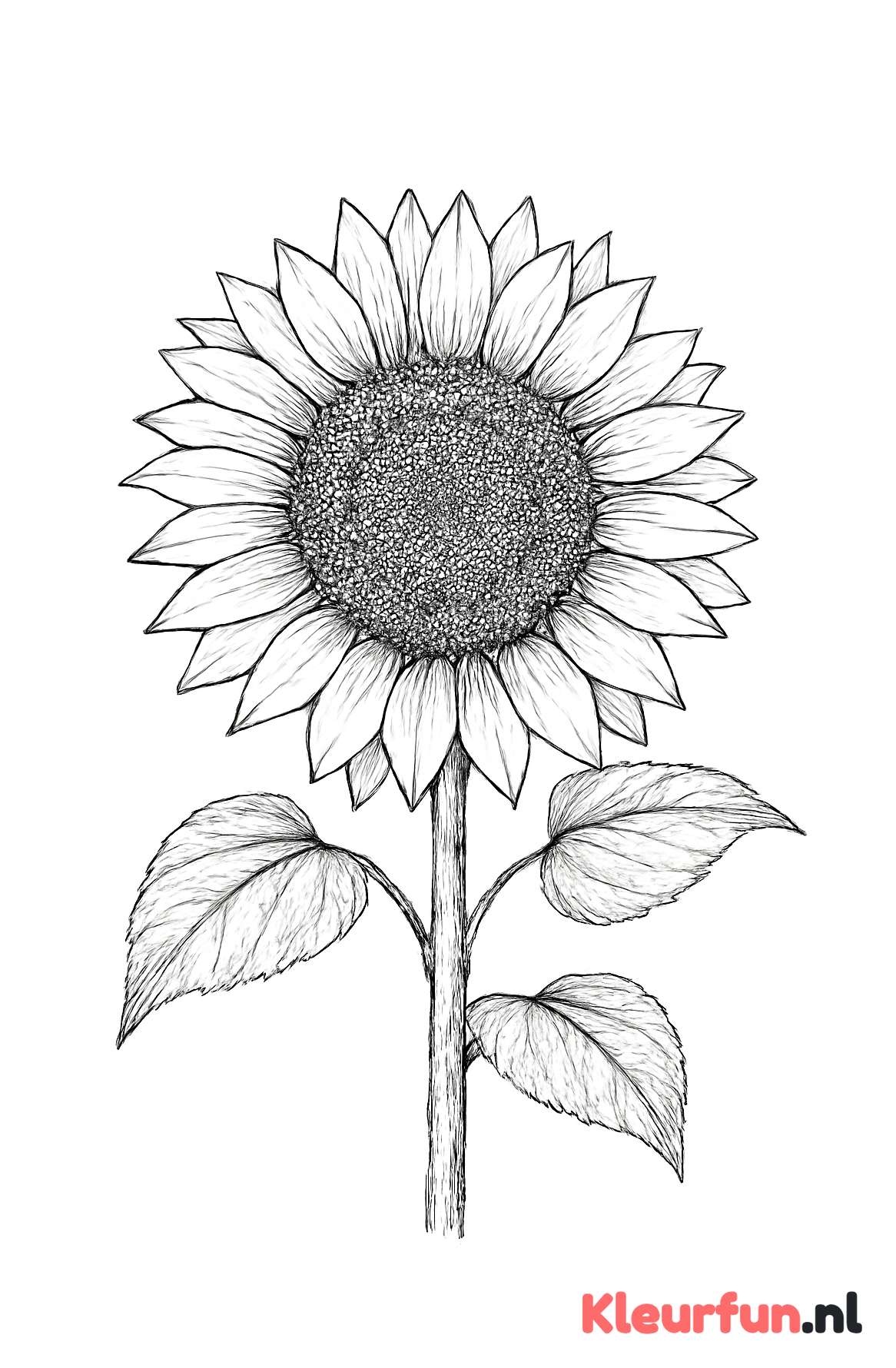 Zonnebloem met gedetailleerde bladeren