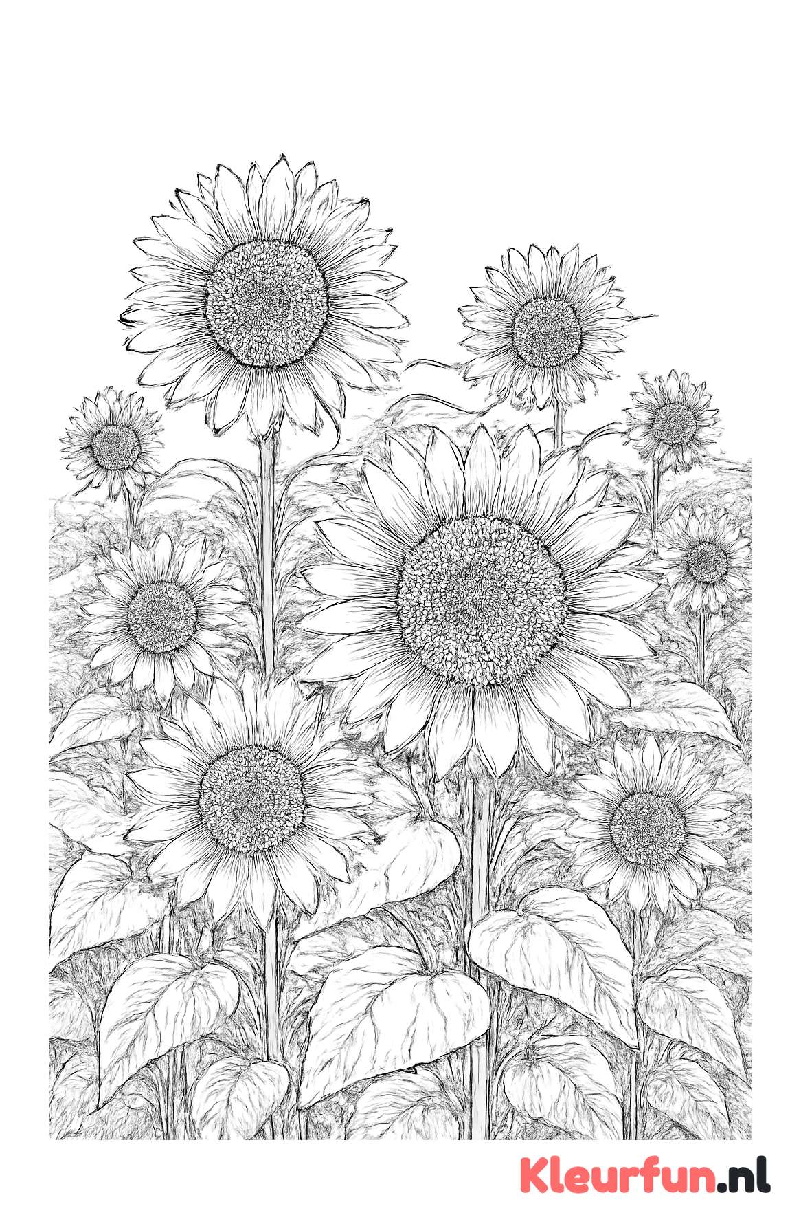 Zonnebloem veld detail