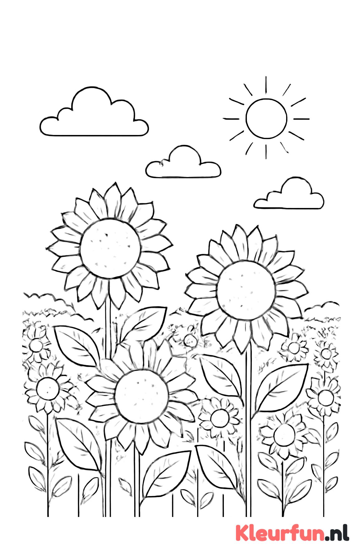 Zonnebloemveld