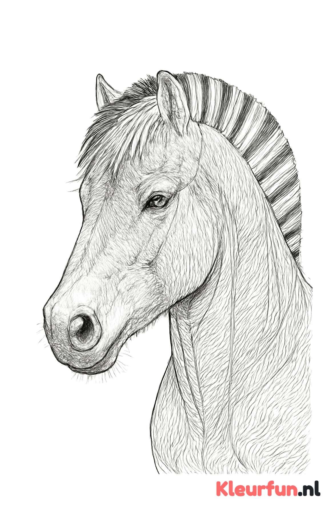 Close-up hoofd Fjord paard