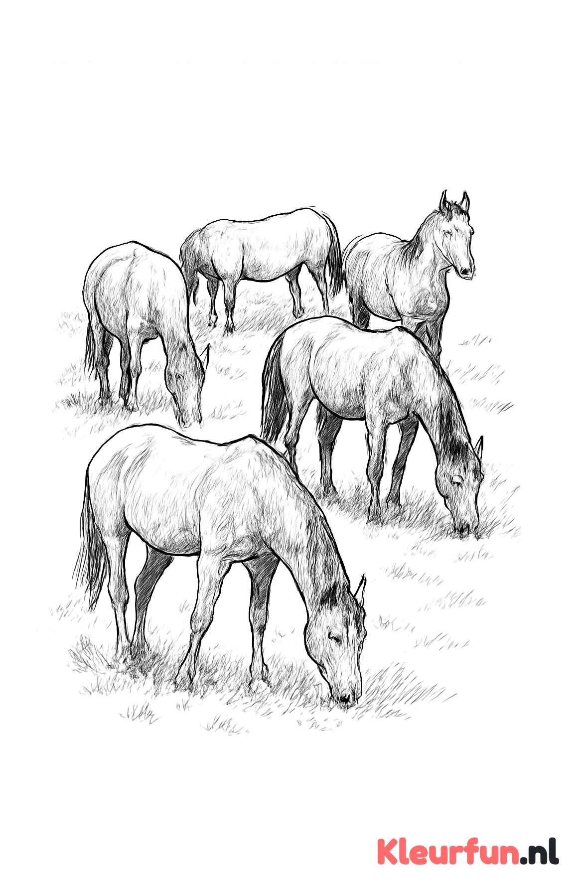 Groep paarden in weiland