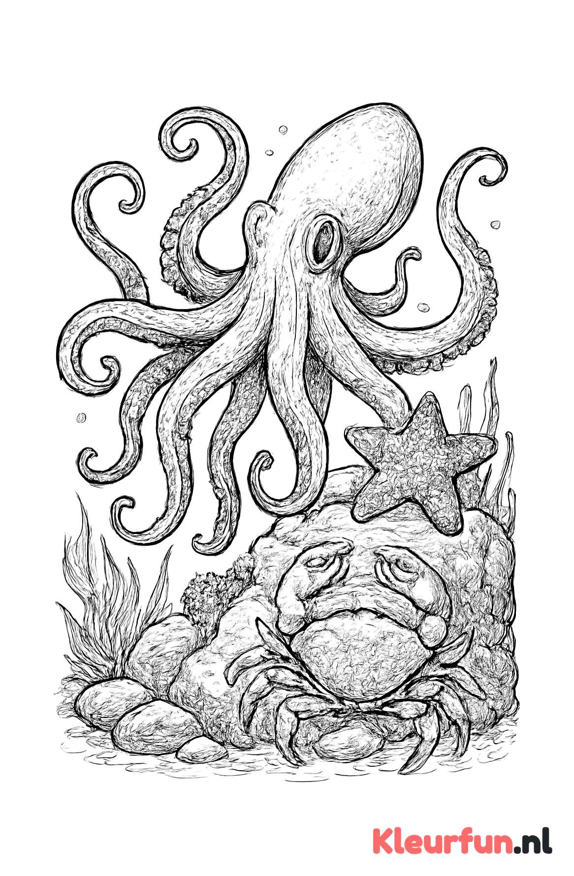 Inktvis, zeester en krab in detail