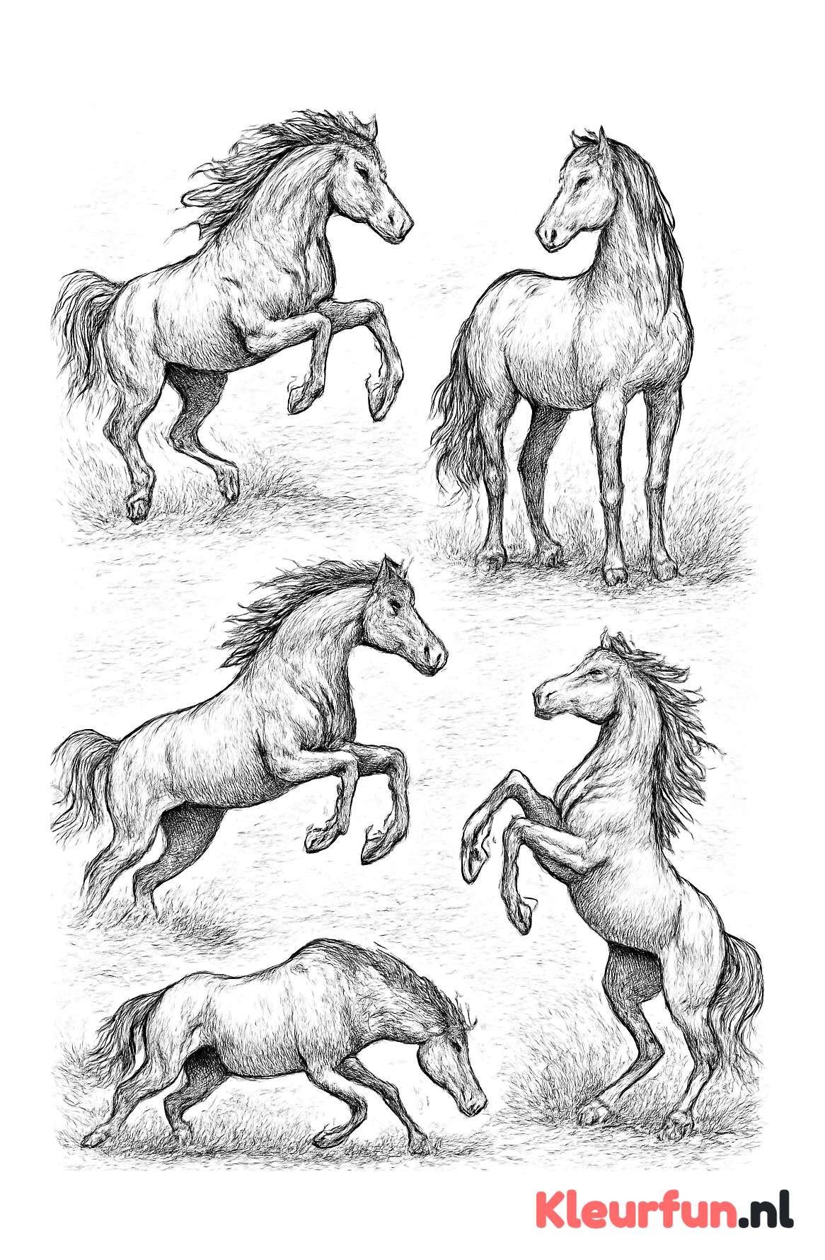 Meerdere paarden in diverse poses