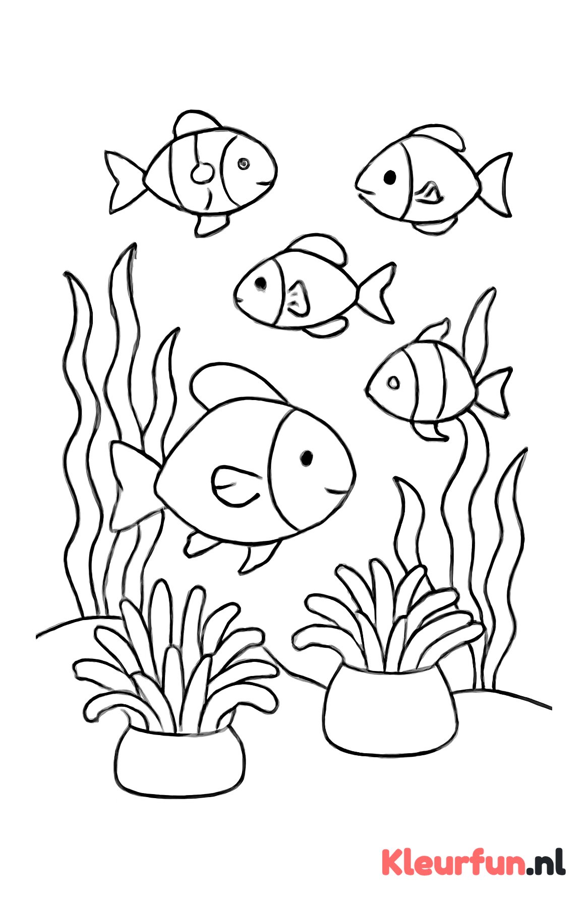 Visjes en anemonen in de onderwaterwereld