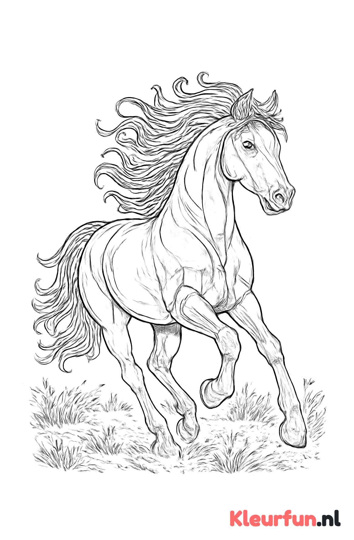 Paard in Galop
