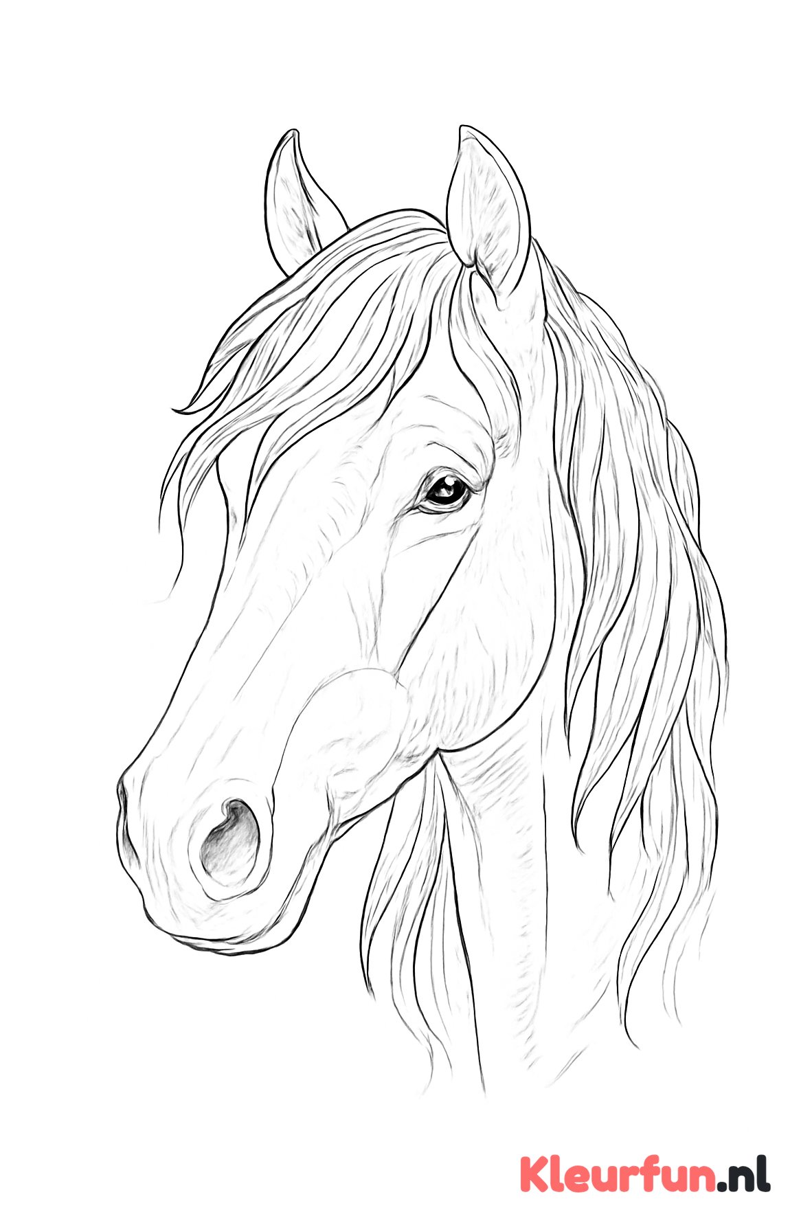 Paard portret met detail