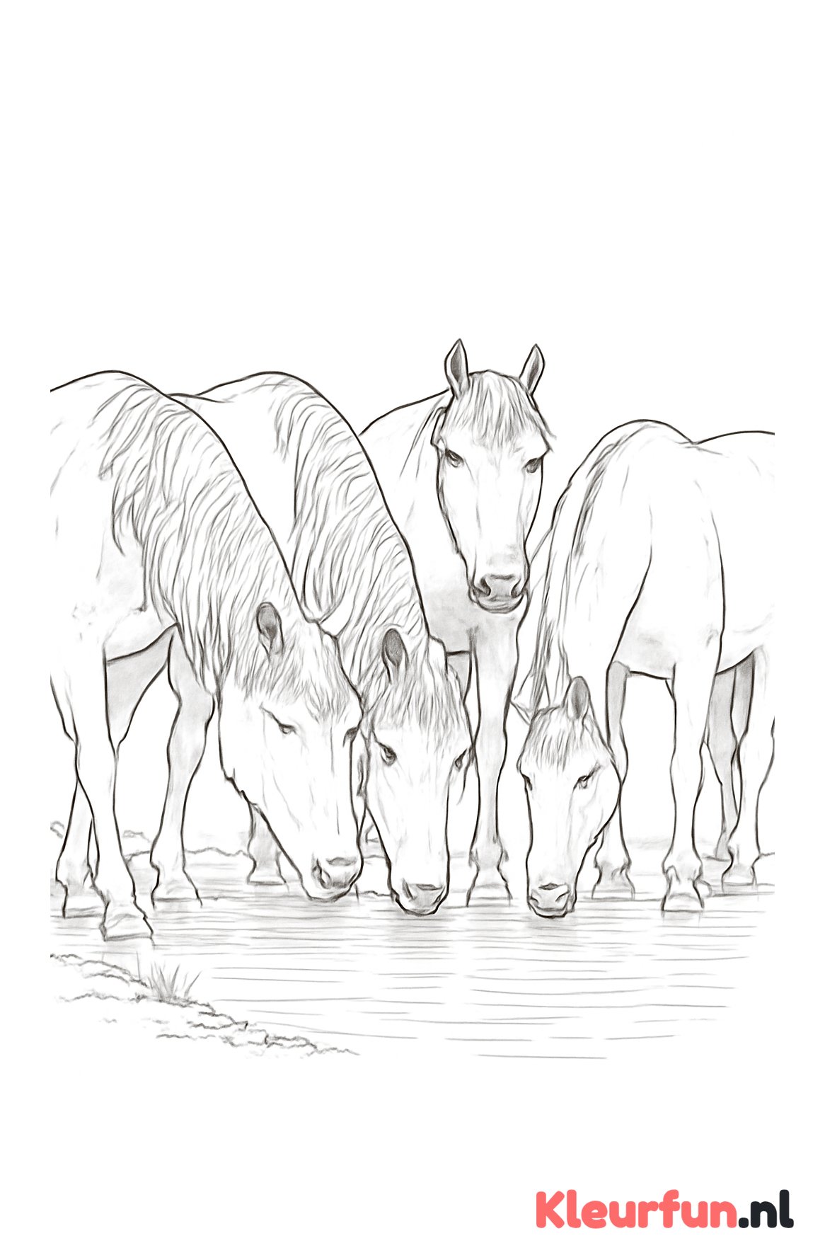Paarden bij de waterplas