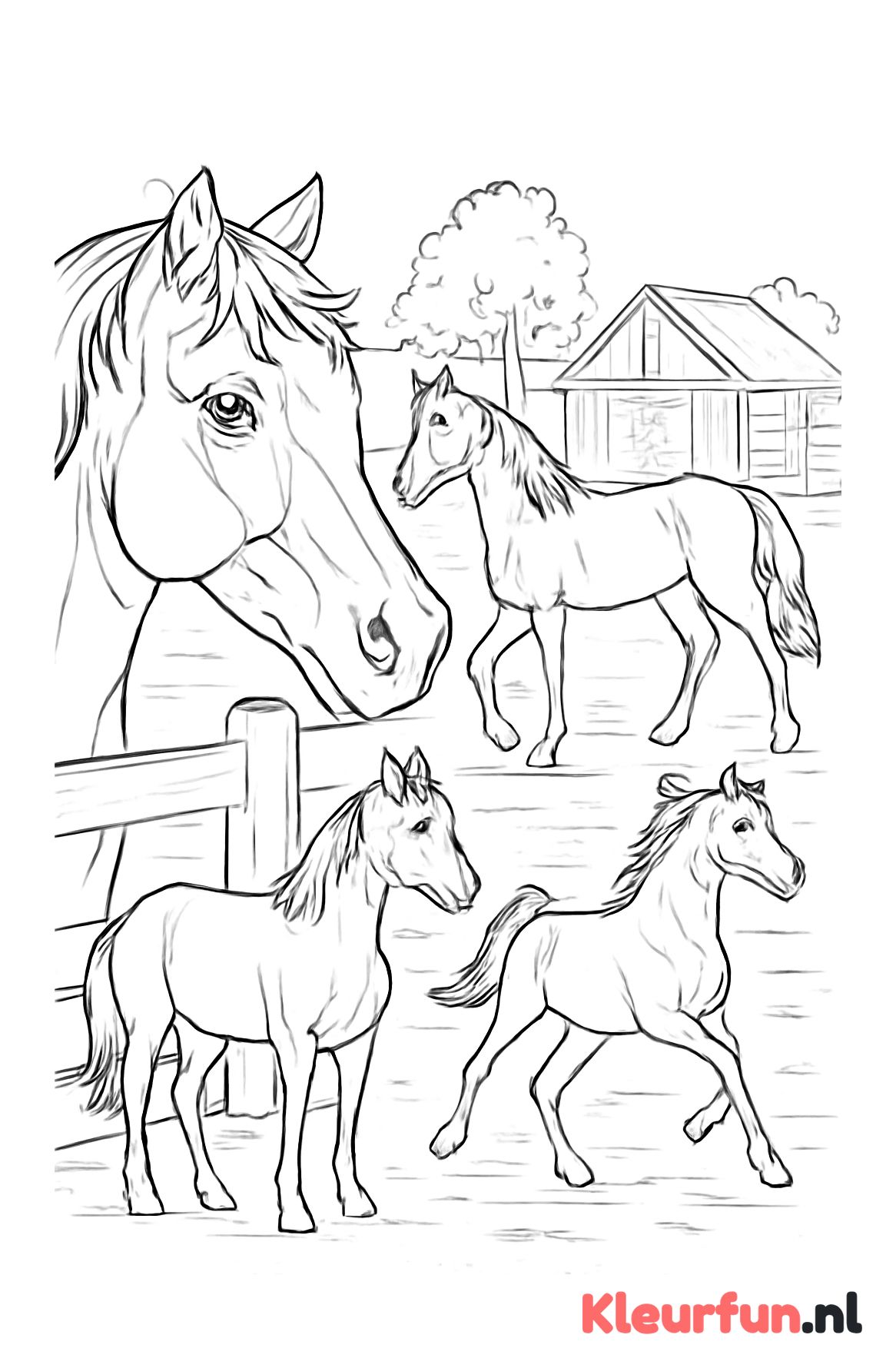 Paarden op de ranch