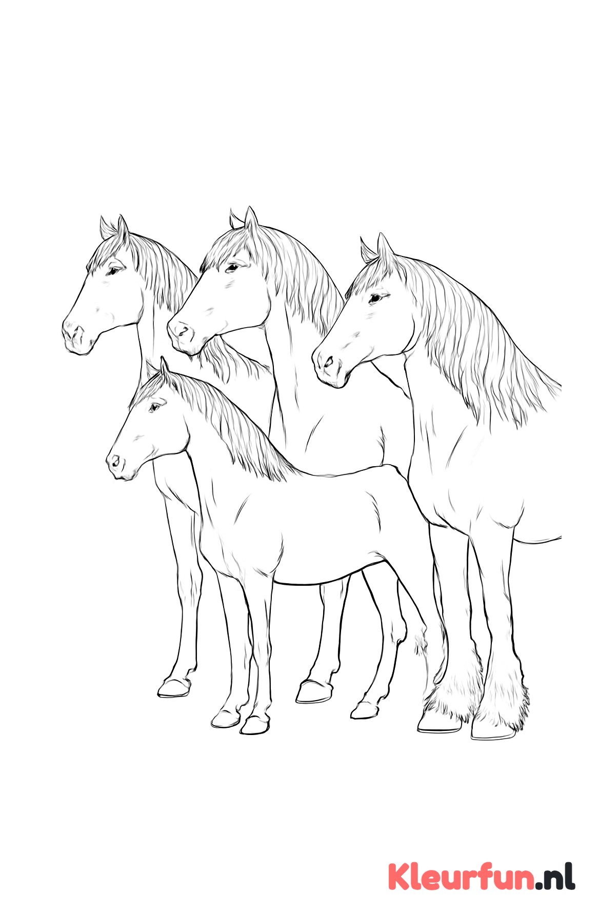 Verschillende paardenrassen