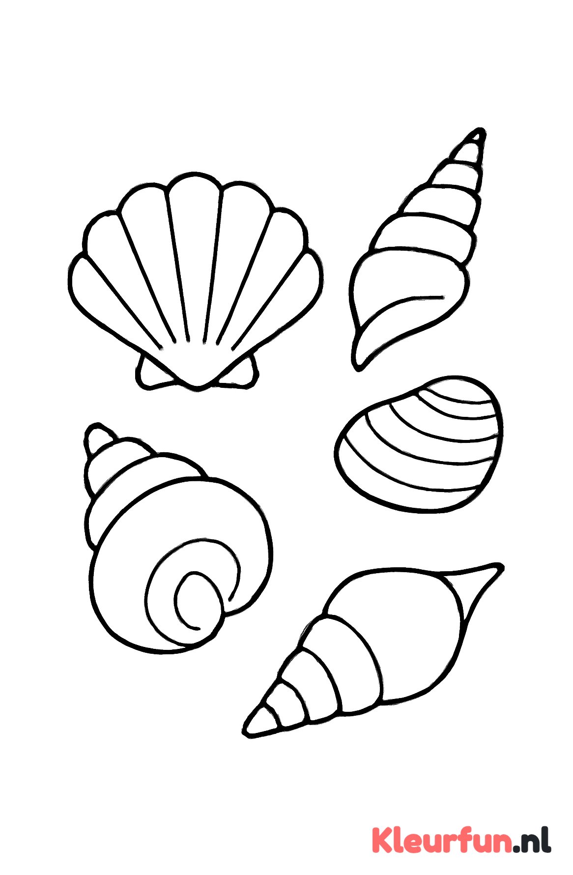 Verschillende schelpen