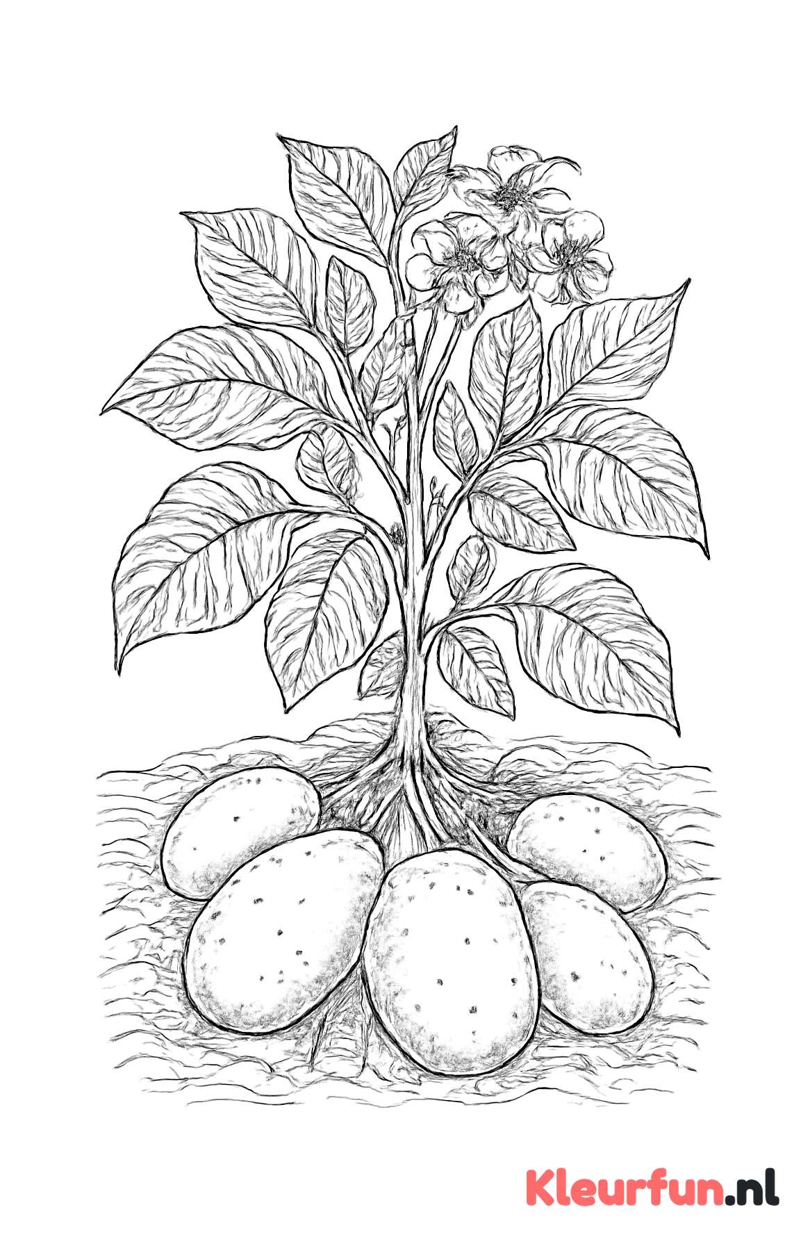 Gedetailleerde Aardappelplant