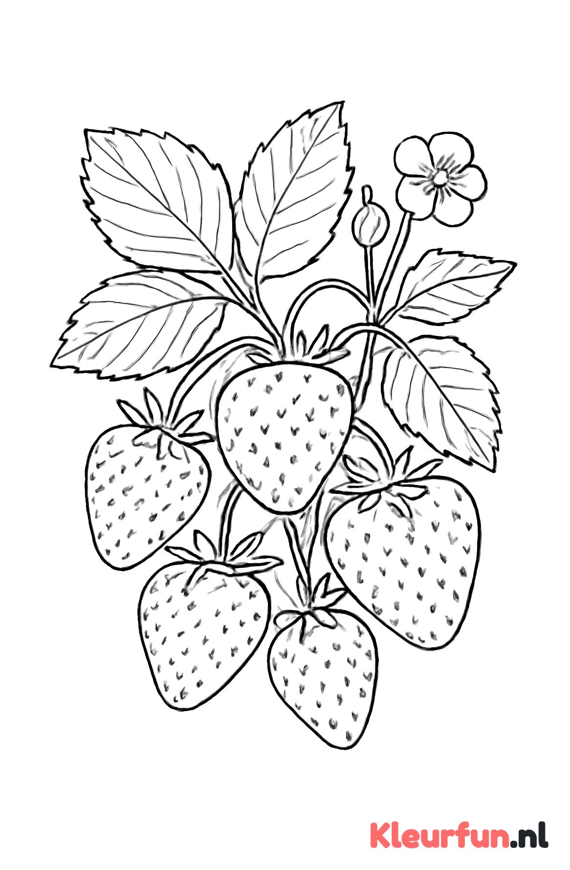Aardbeien aan de plant