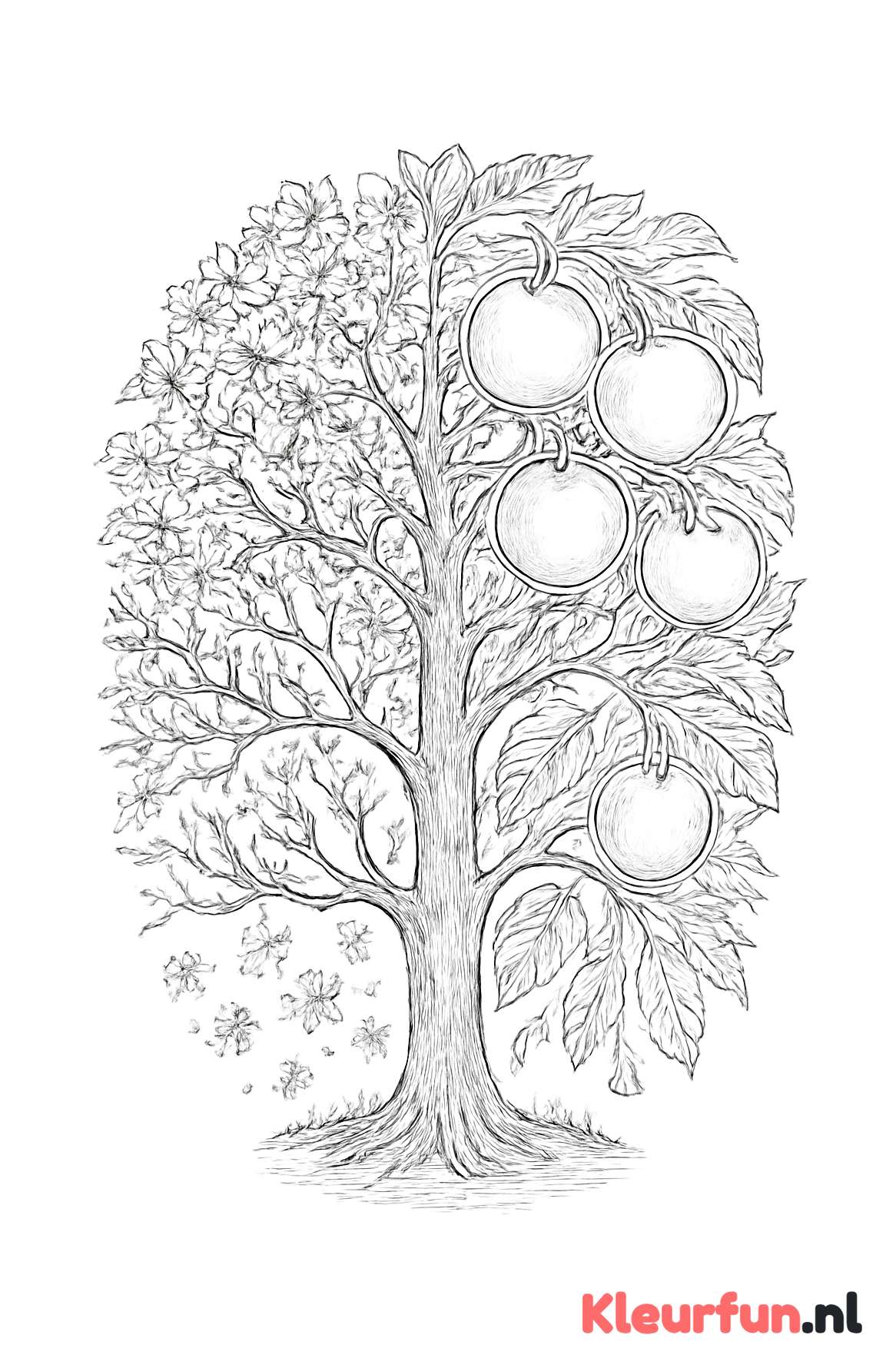 Appelboom in vier seizoenen