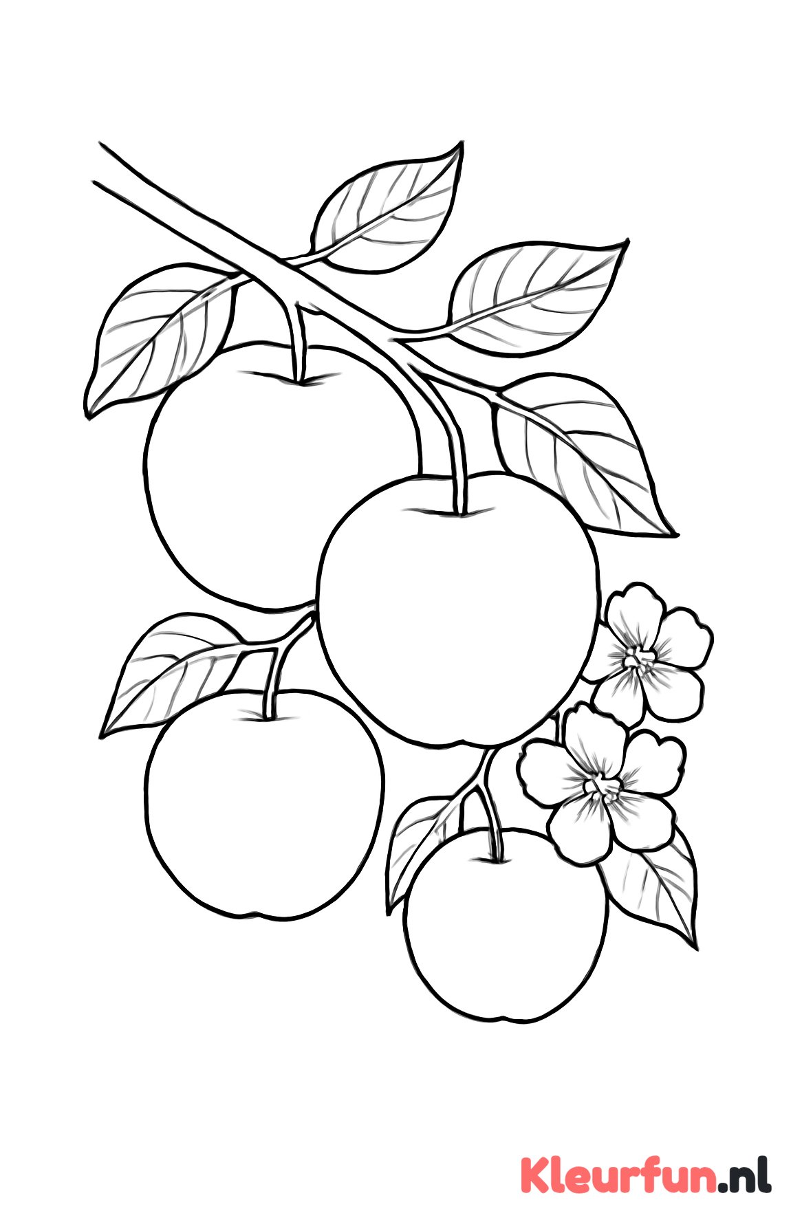Appels aan een tak
