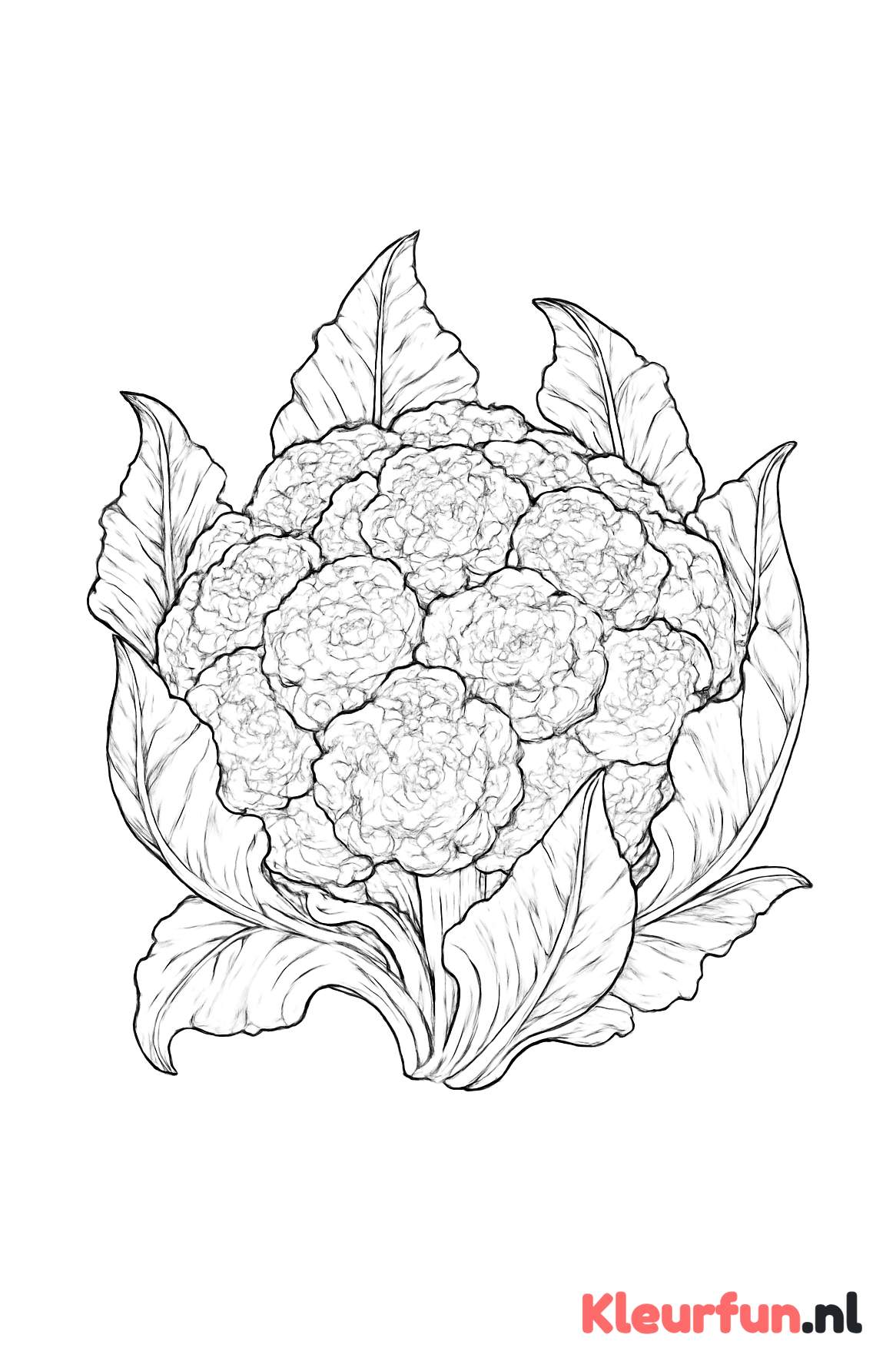 Bloemkool met fijne details
