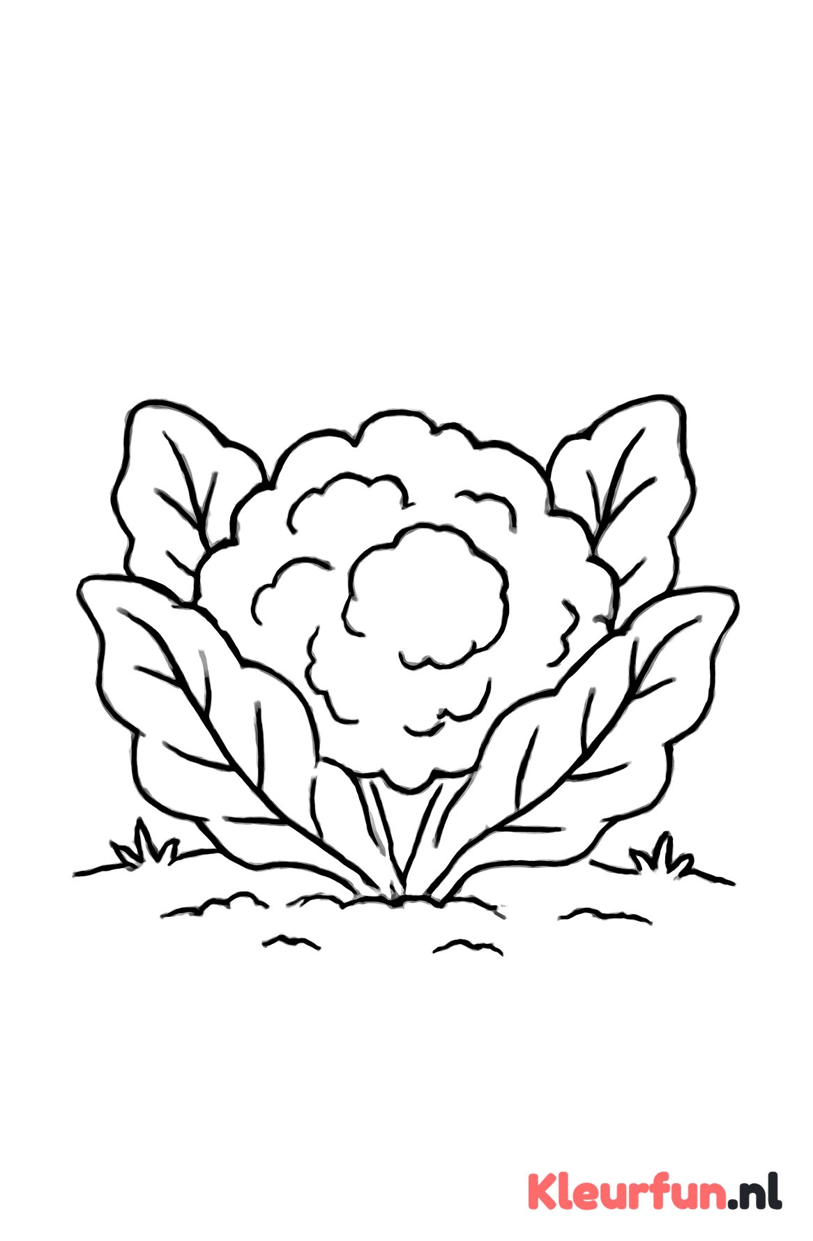 Bloemkool in de tuin