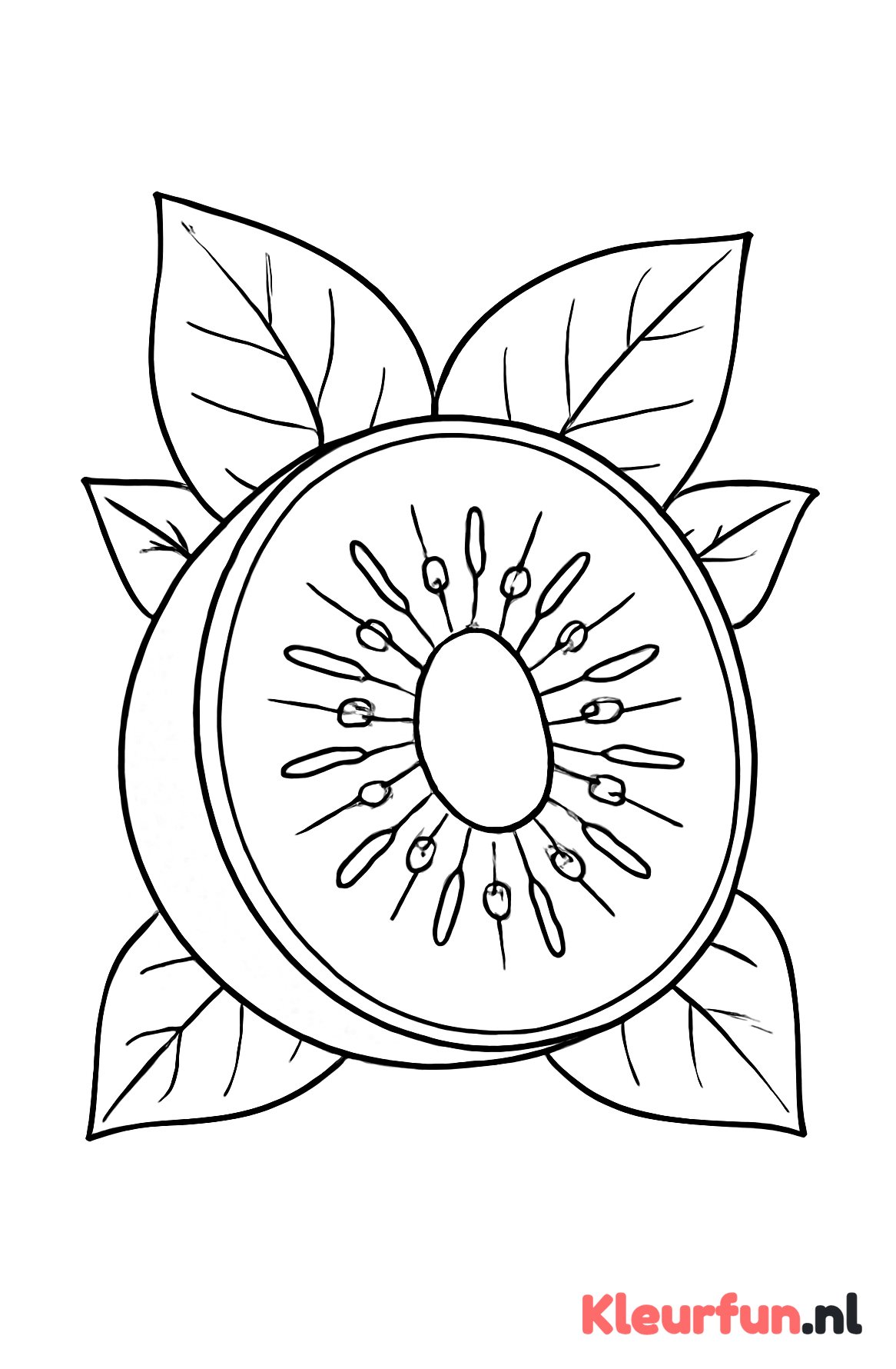Grote kiwi-doorsnede
