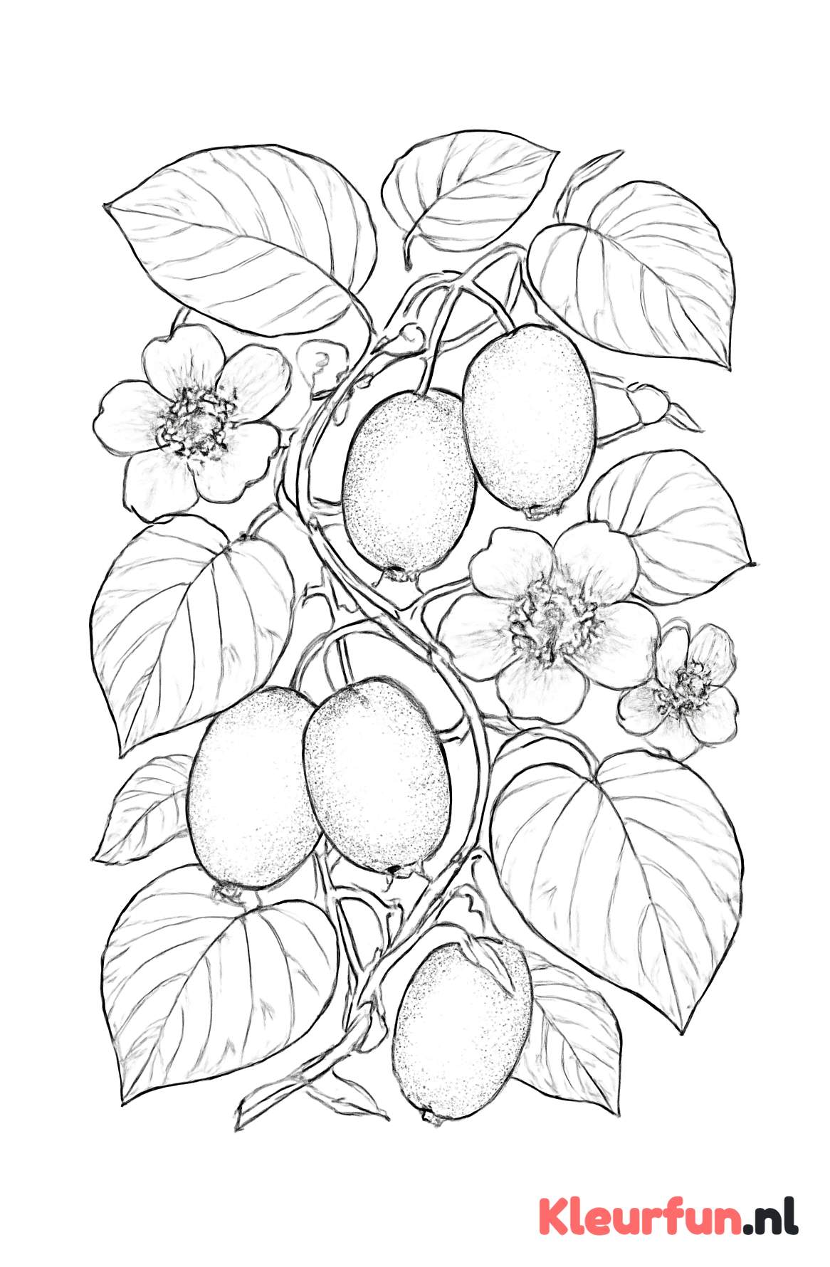 Kiwi plant met vruchten en bloemen