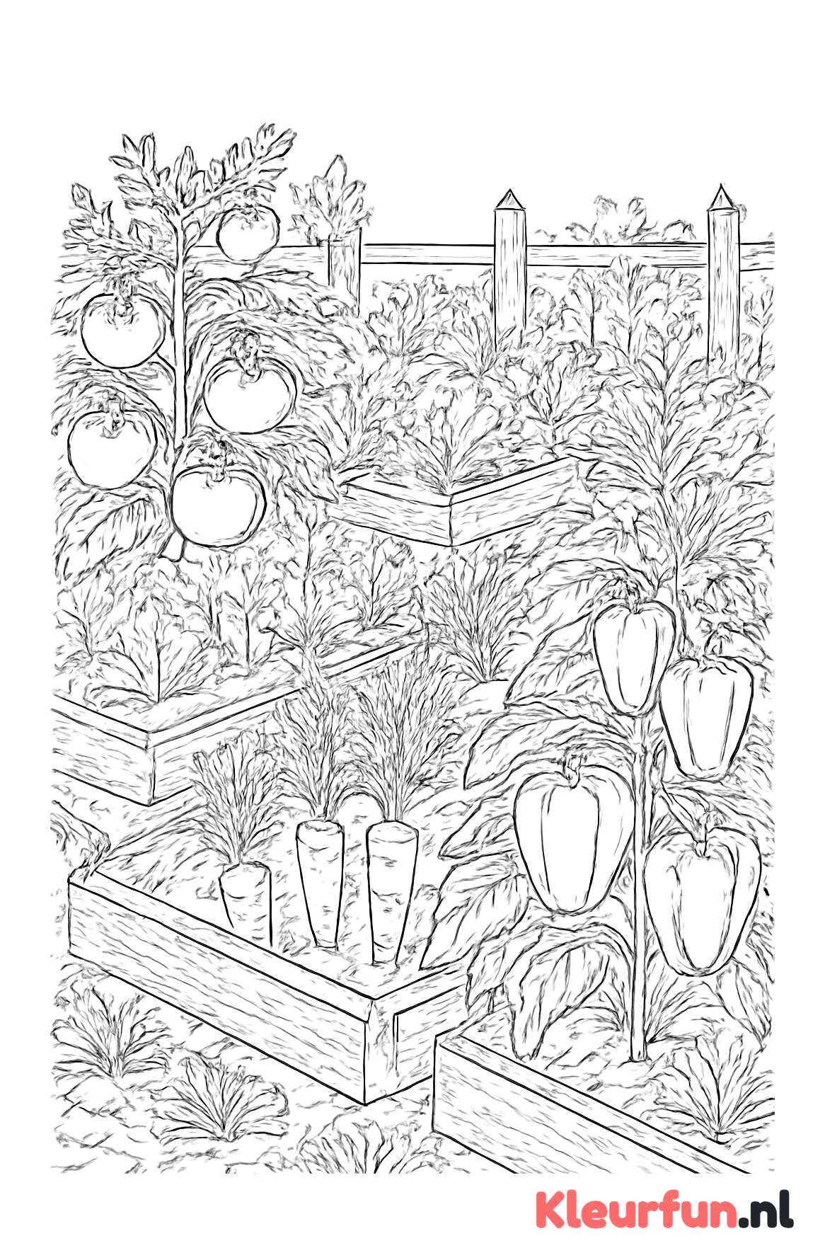 Volledige moestuin met diverse groenten