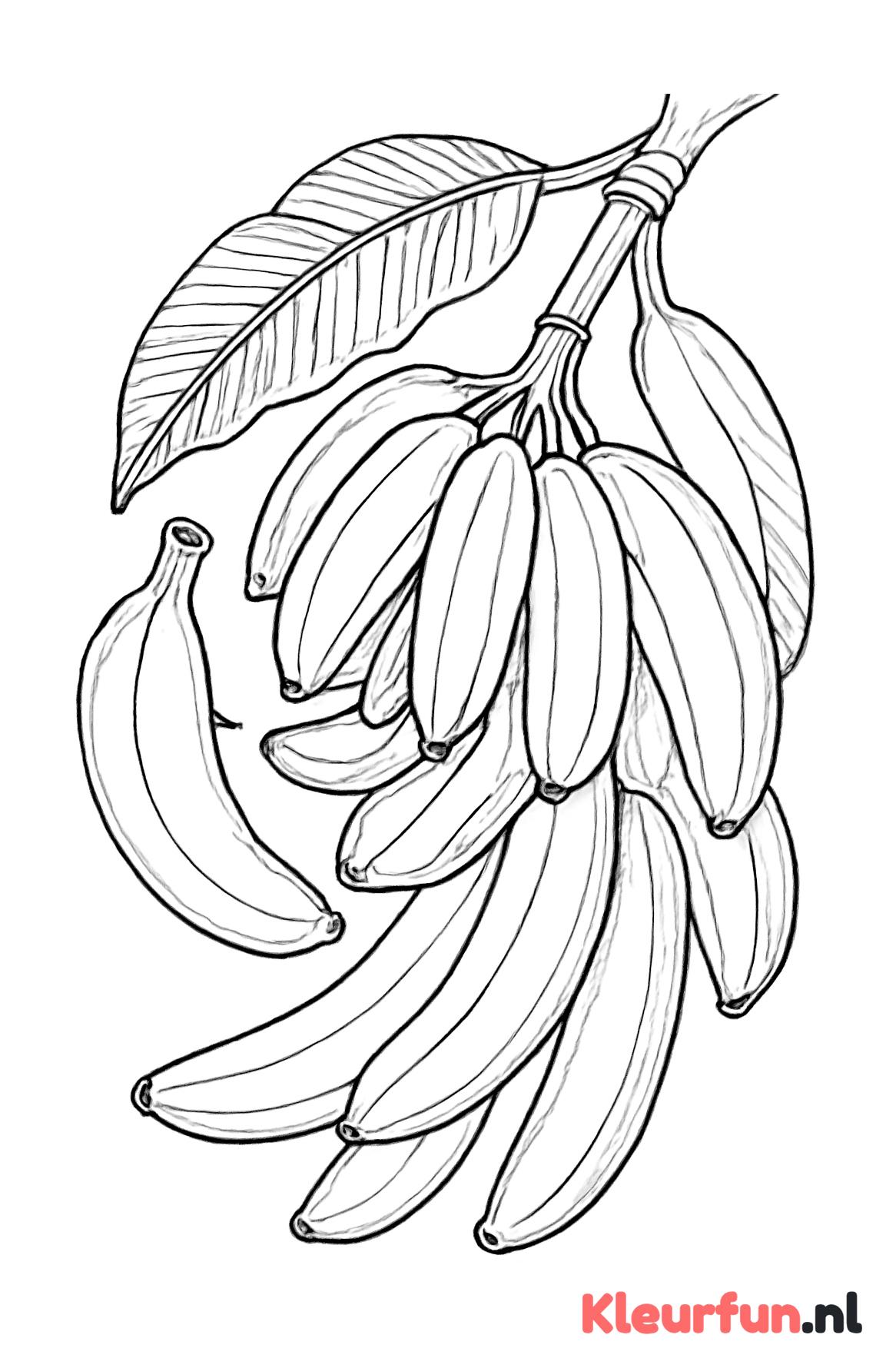 Tros bananen aan een tak
